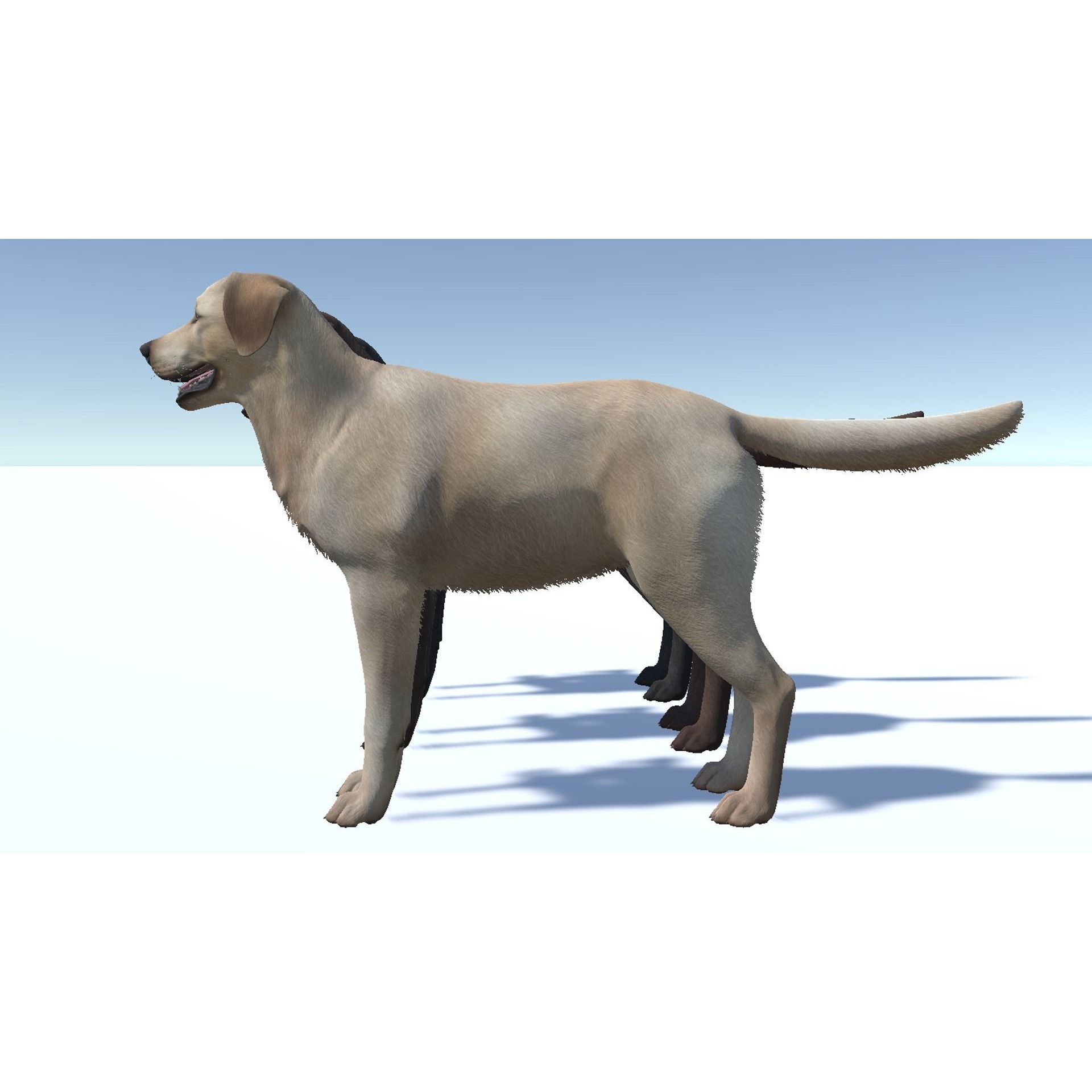 Dog - Labrador Low-poly 3D model 10