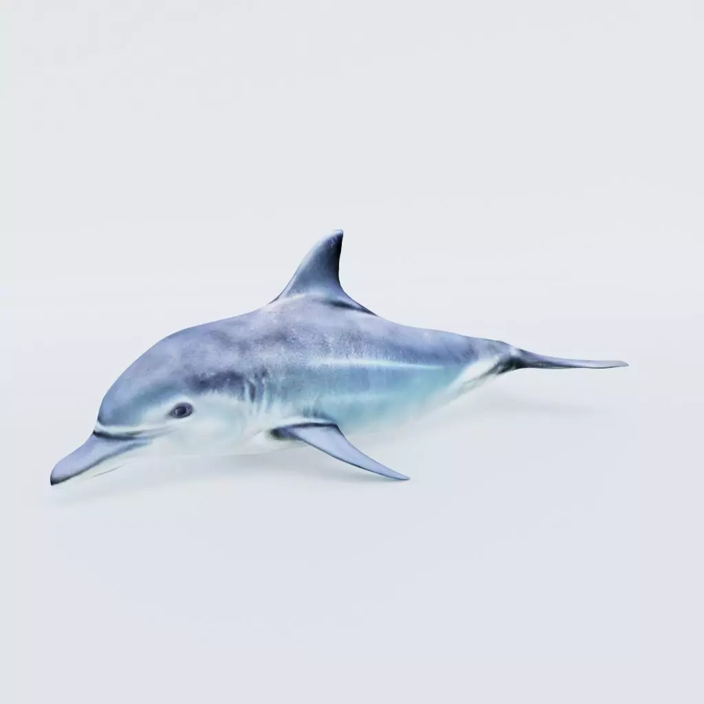 Dolphin Free 3D model