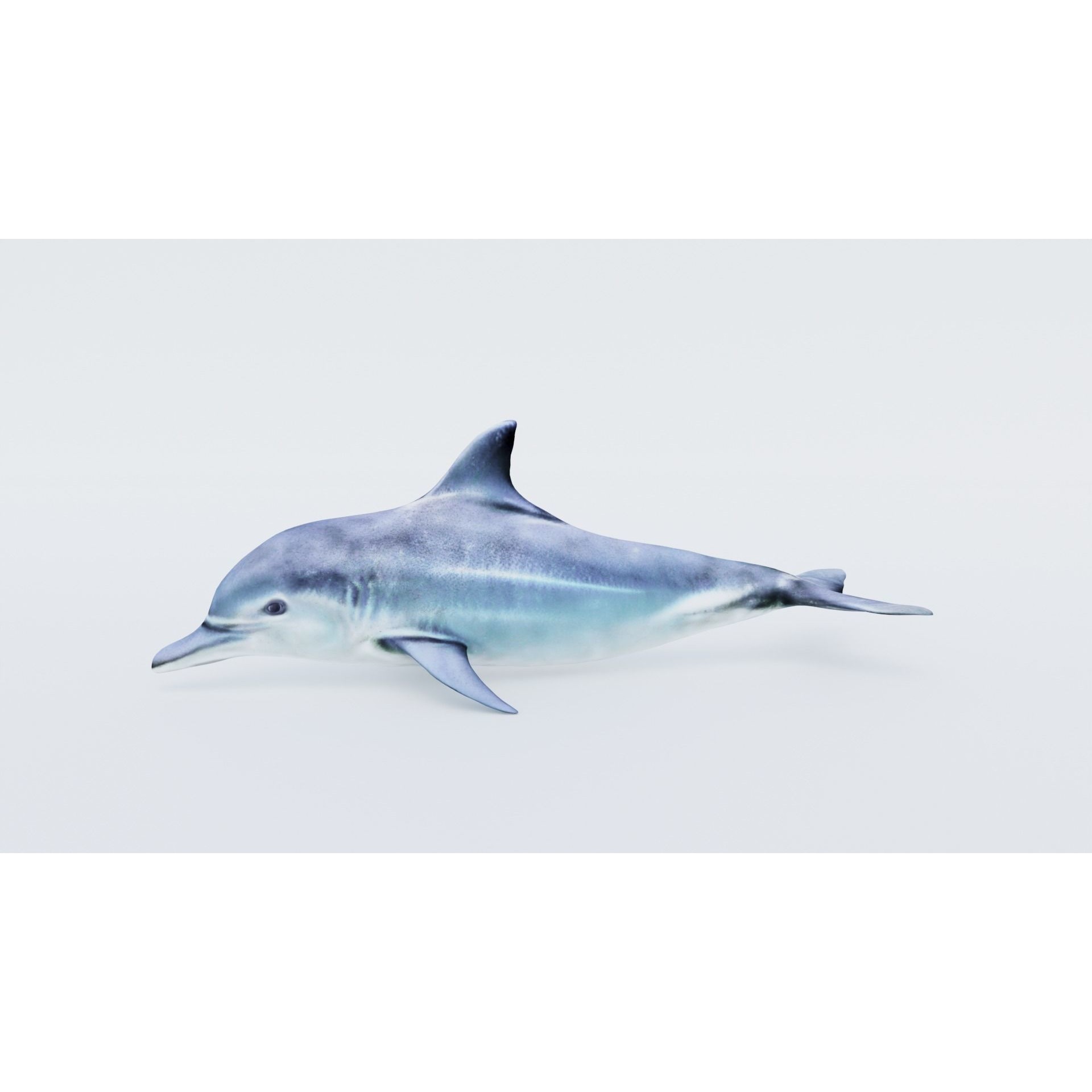 Dolphin Free 3D model 2