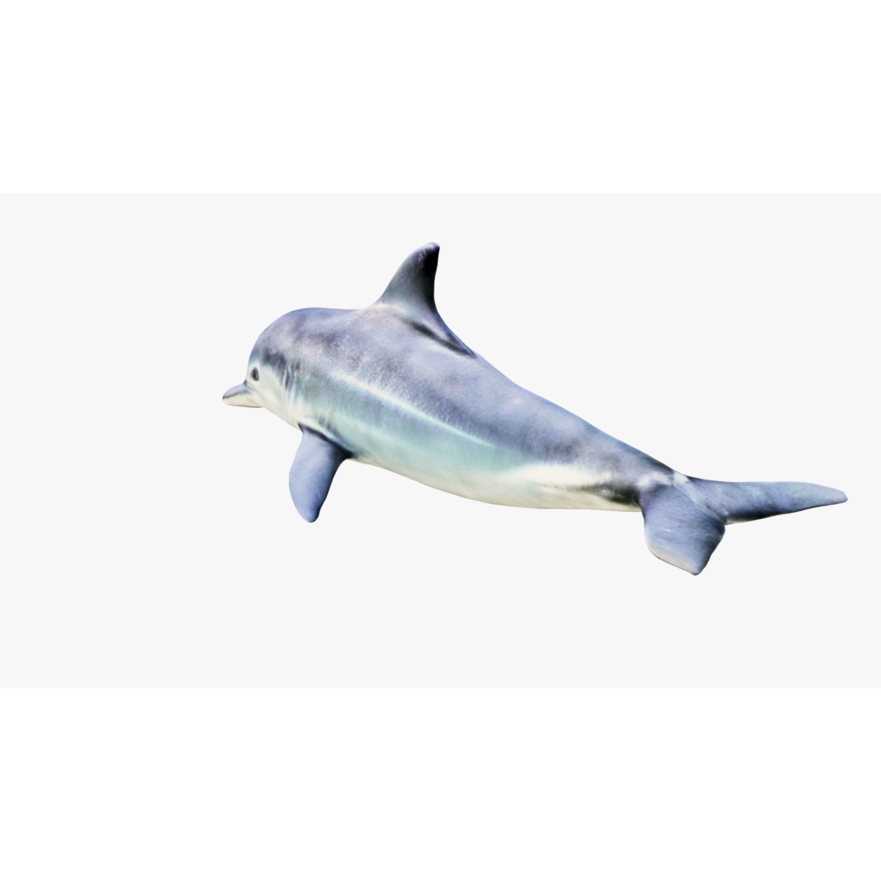 Dolphin Free 3D model 4