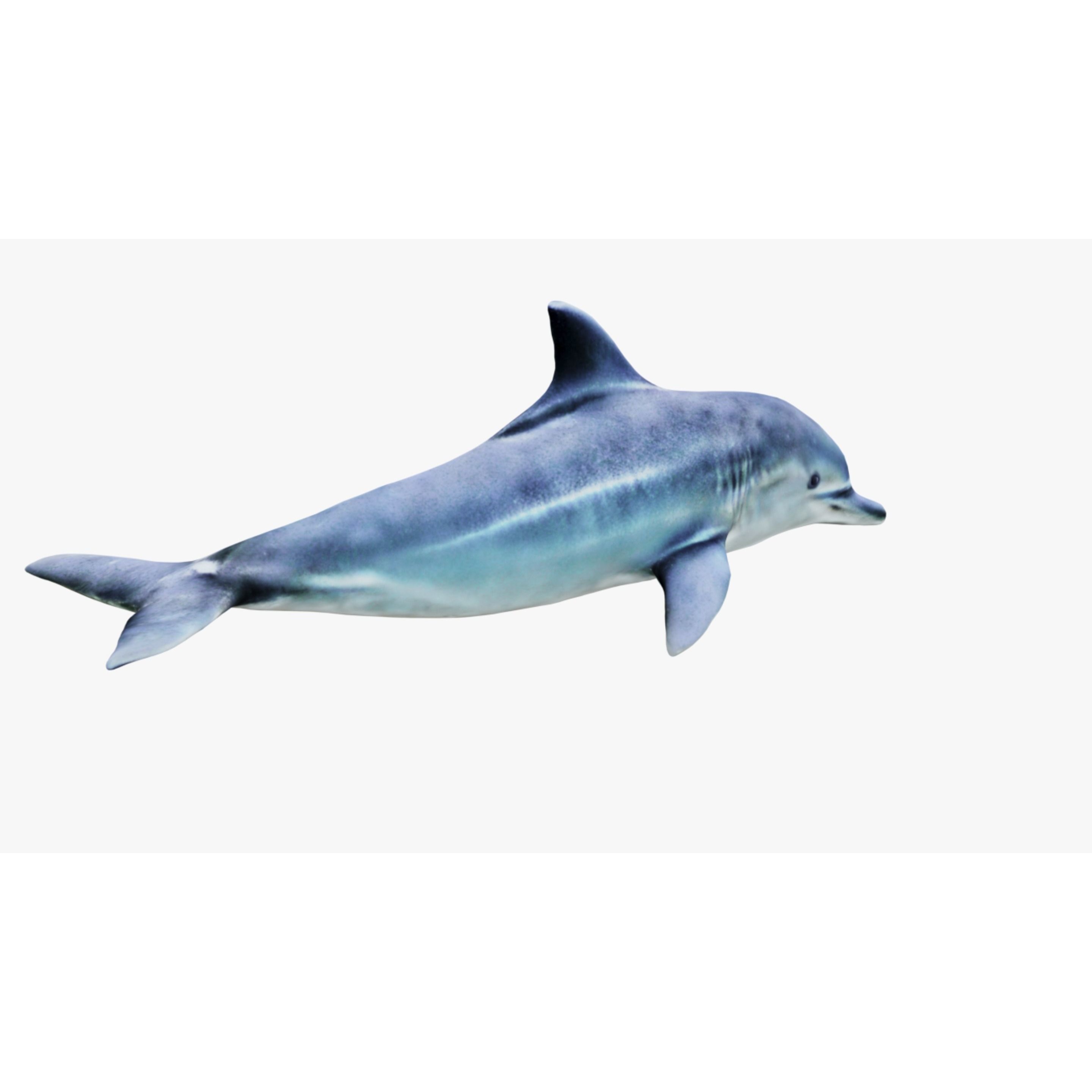 Dolphin Free 3D model 5