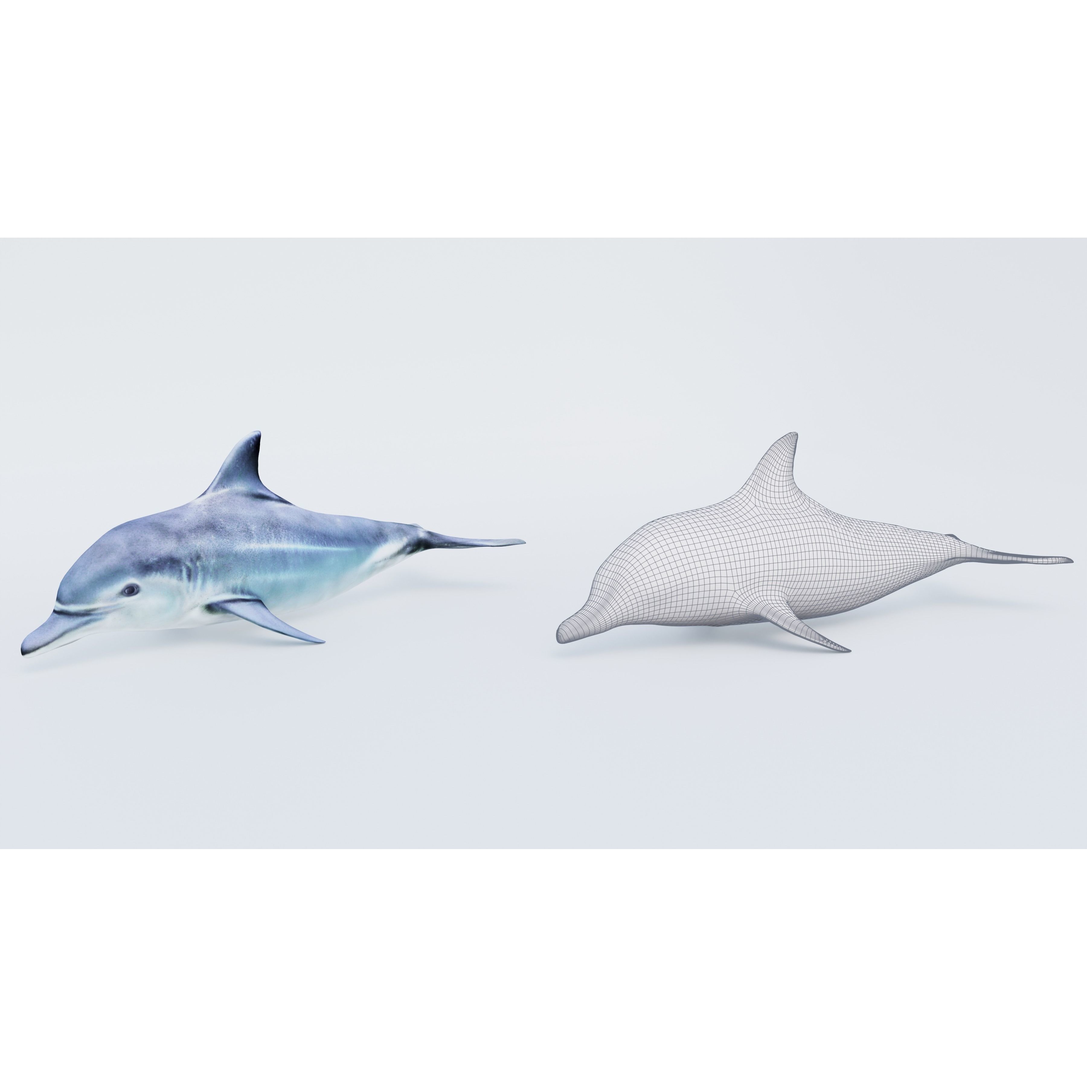 Dolphin Free 3D model 6