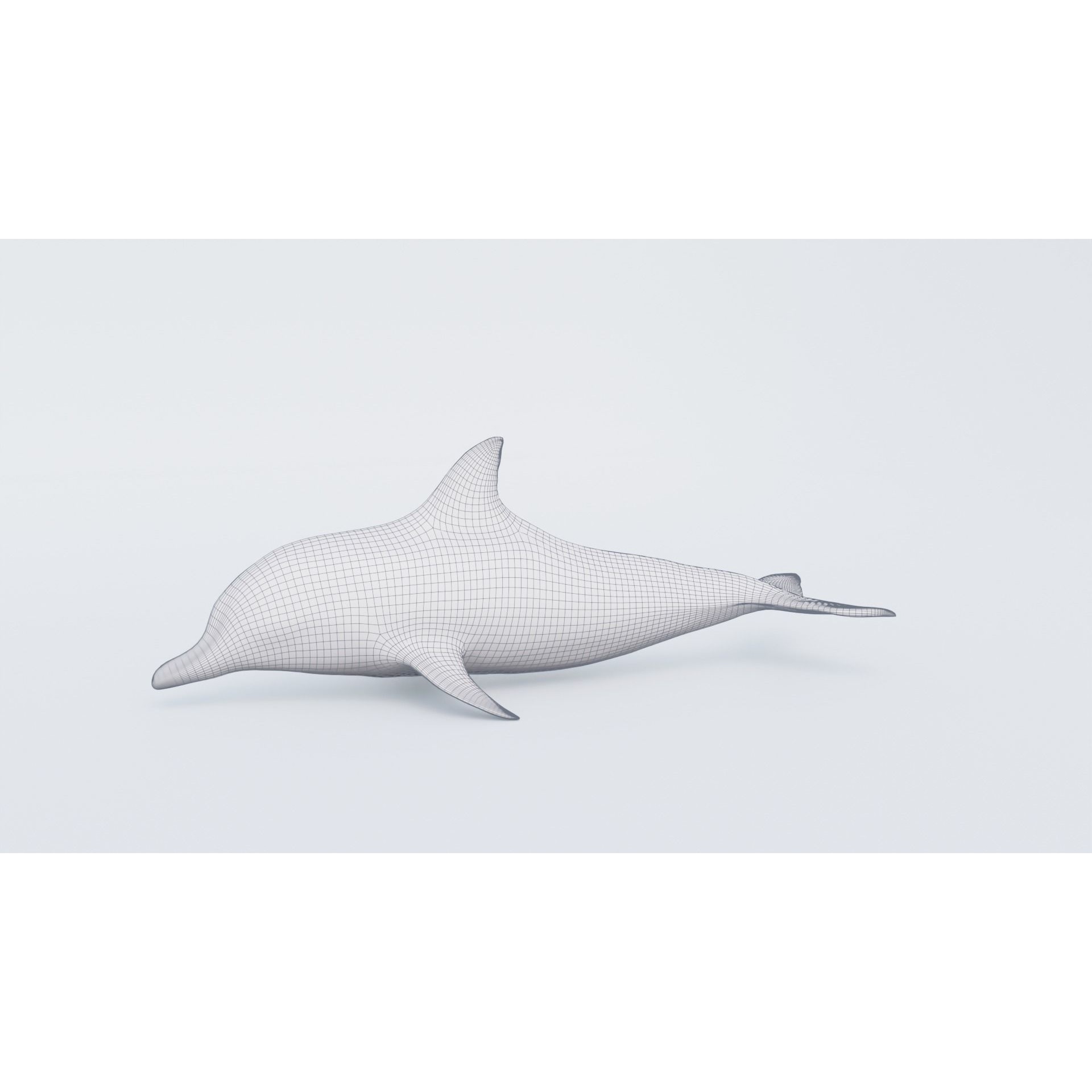 Dolphin Free 3D model 7