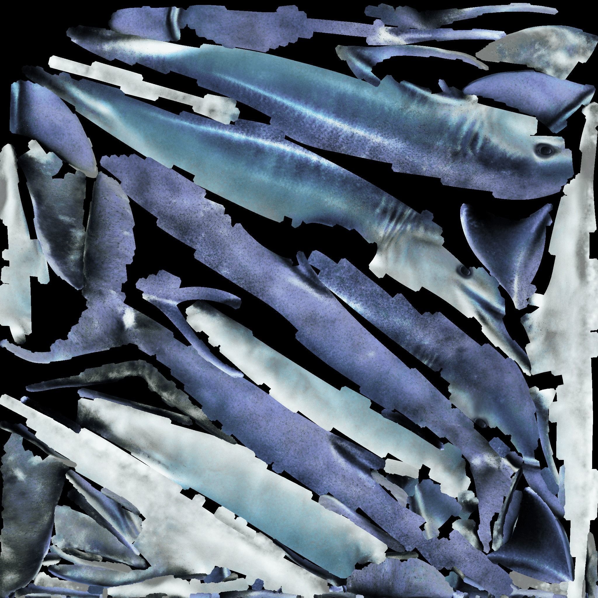Dolphin Free 3D model 8