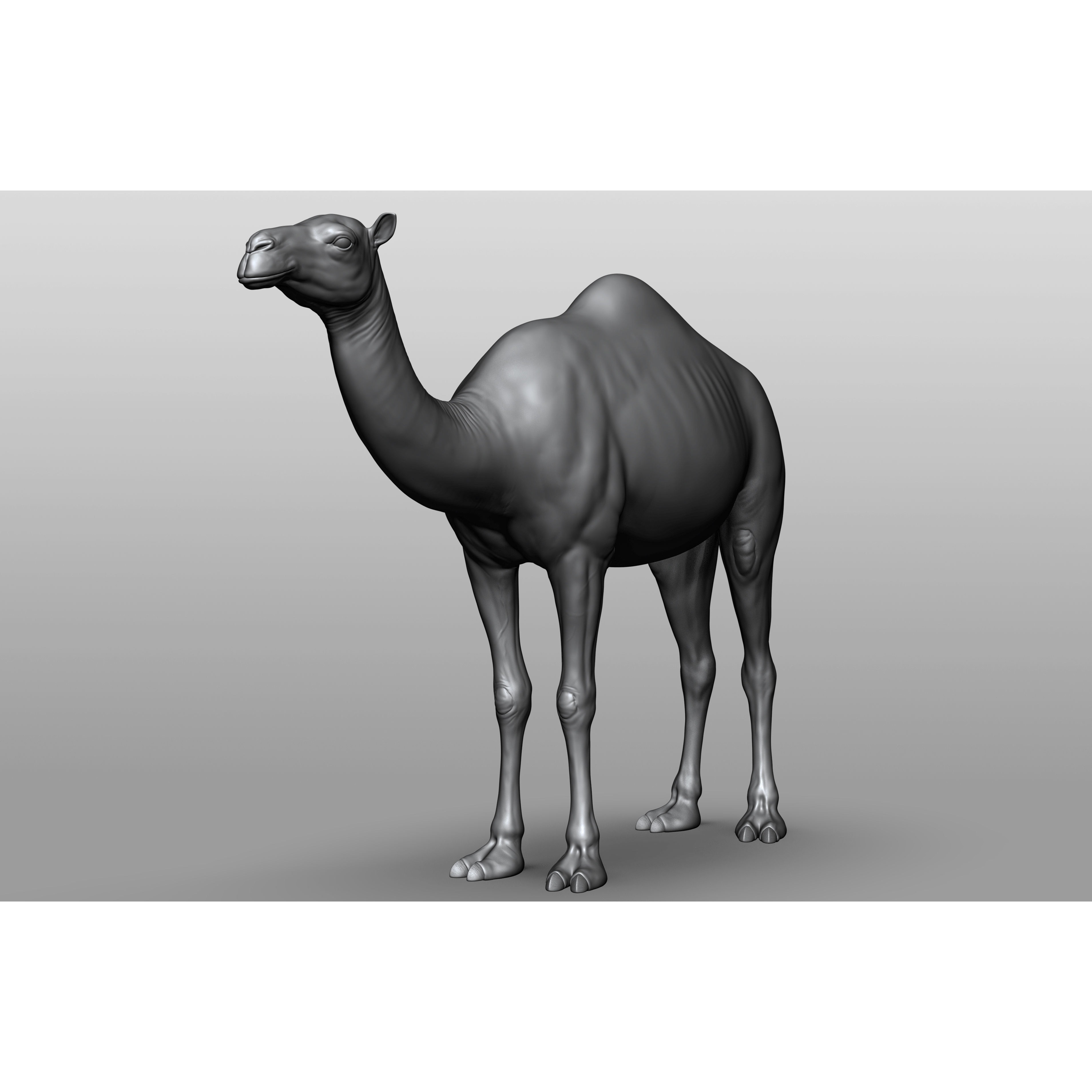 Domestic animal collection 3D model 5