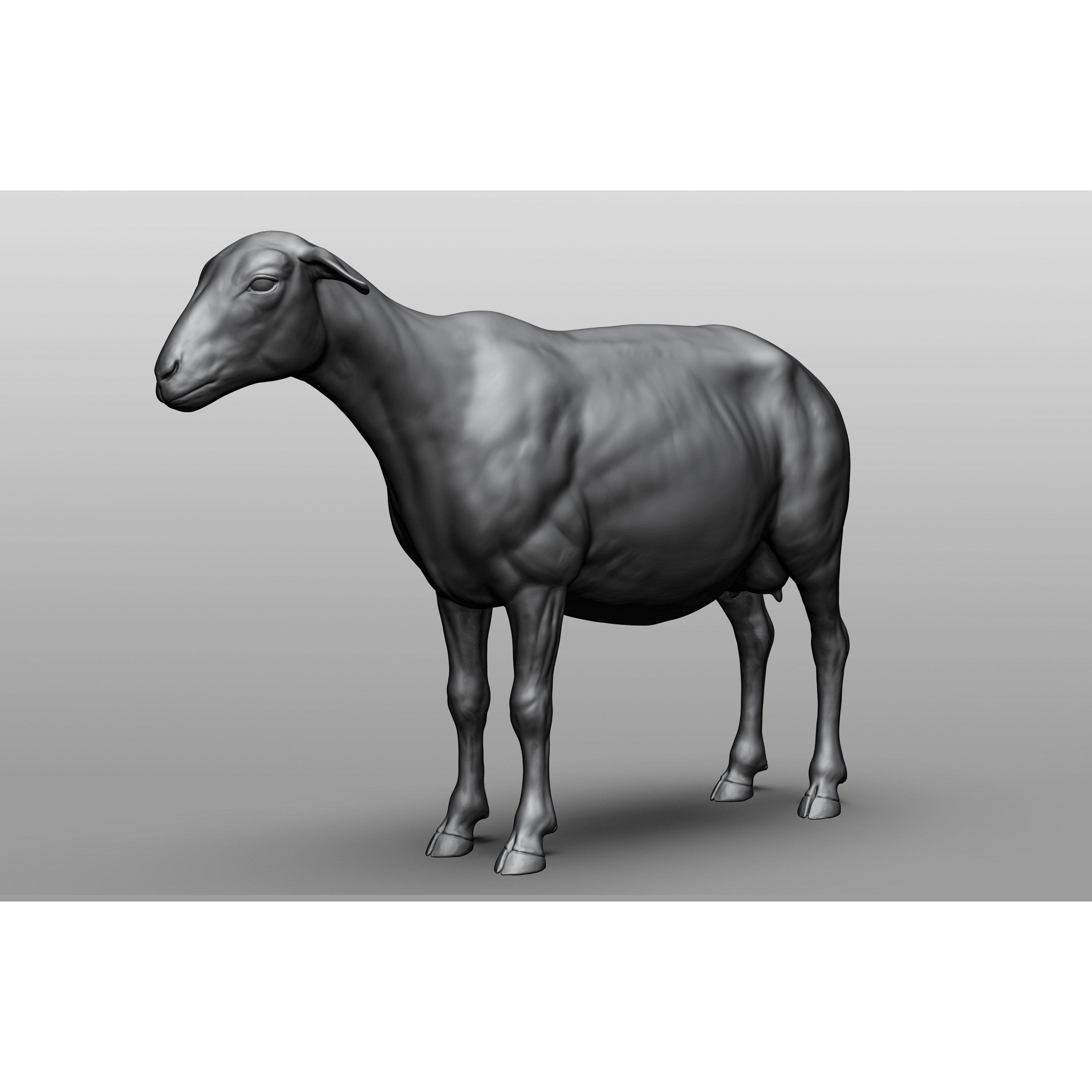 Domestic animal collection 3D model 6