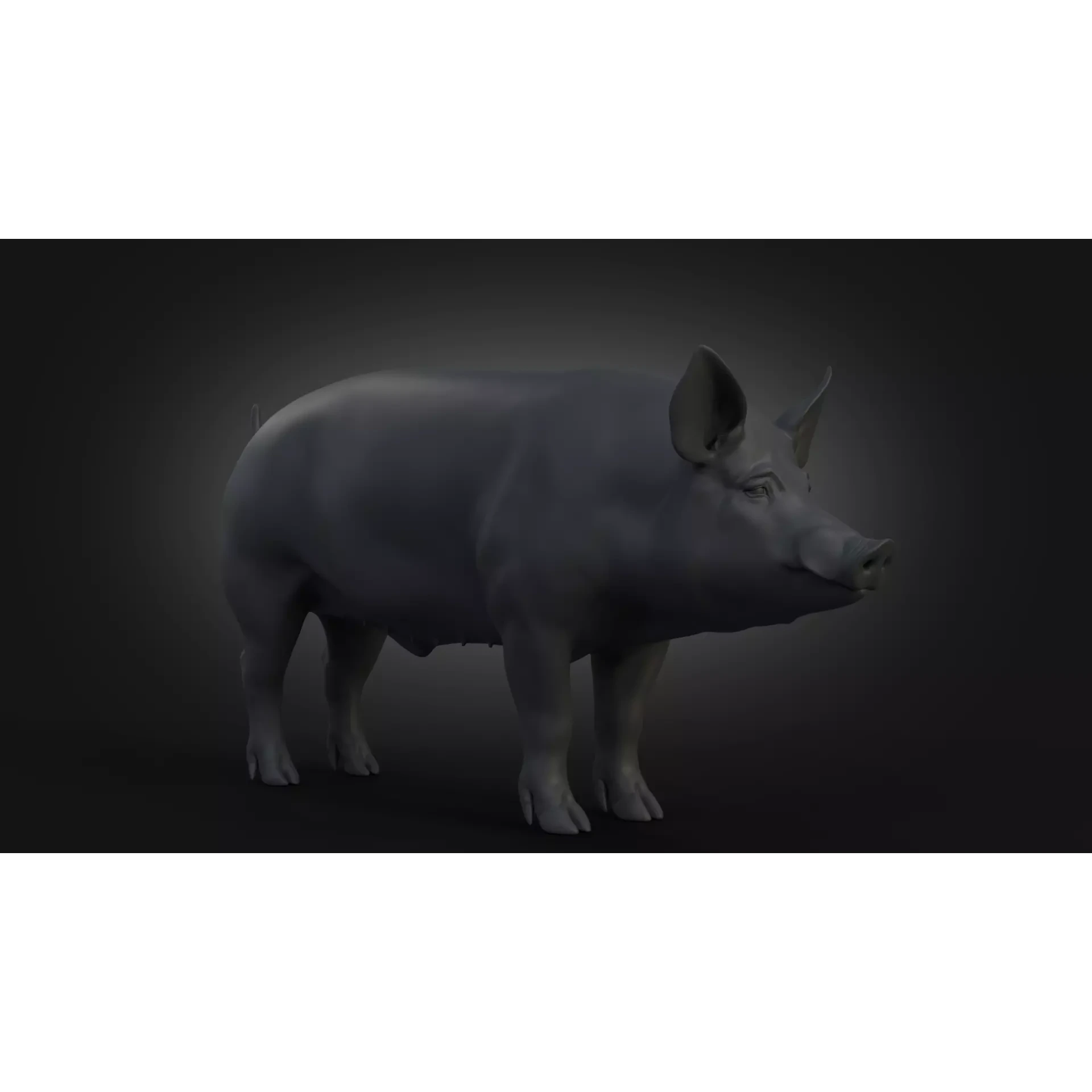 DomesticPig Male Free 3D model