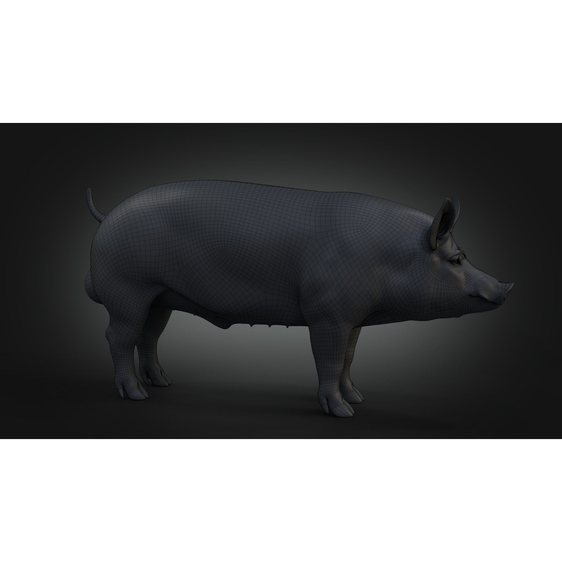 DomesticPig Male Free 3D model 10