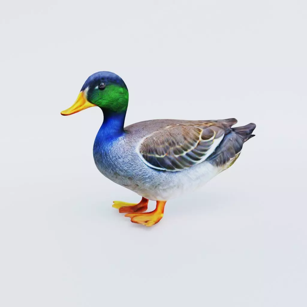 Duck Animal Free 3D model