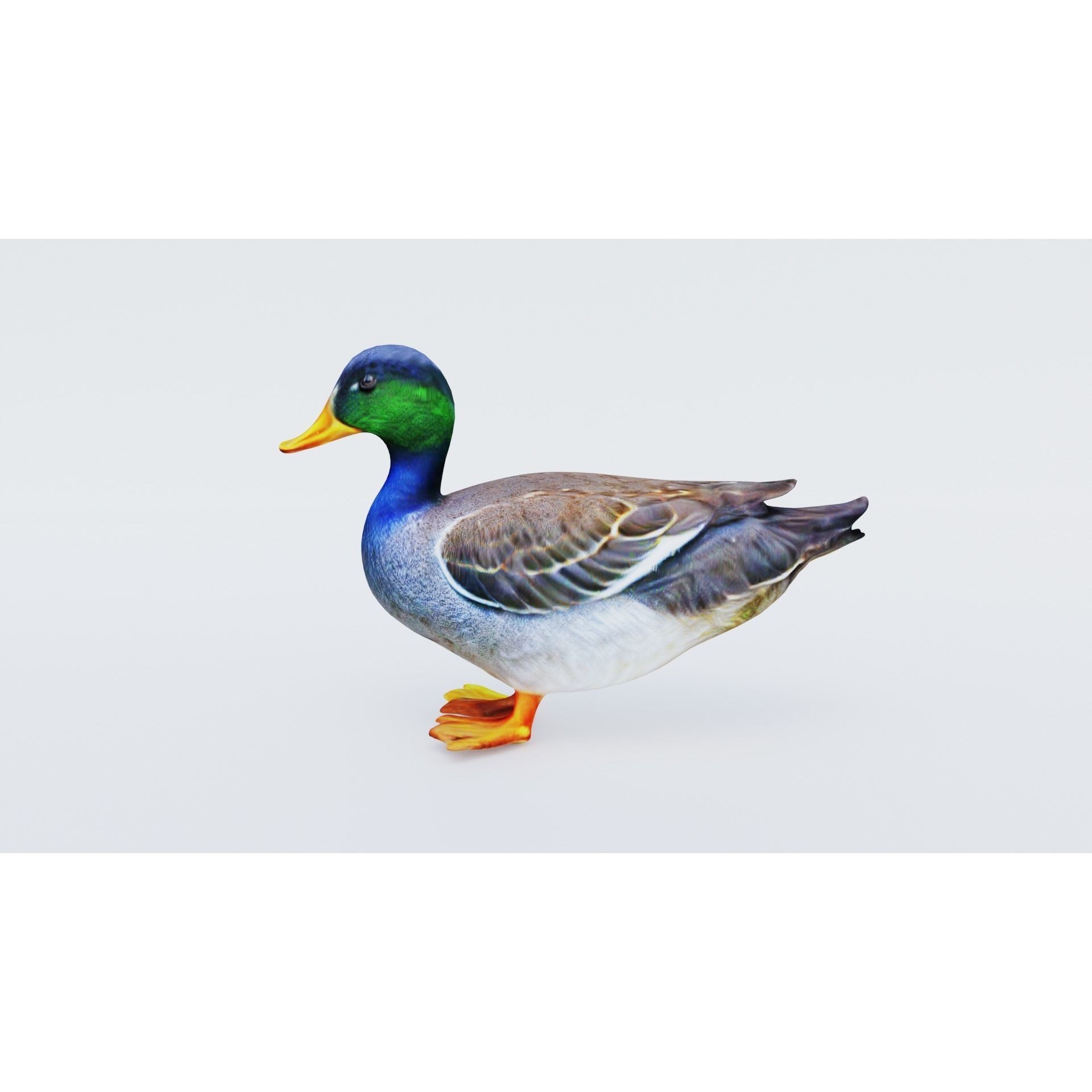 Duck Animal Free 3D model 2