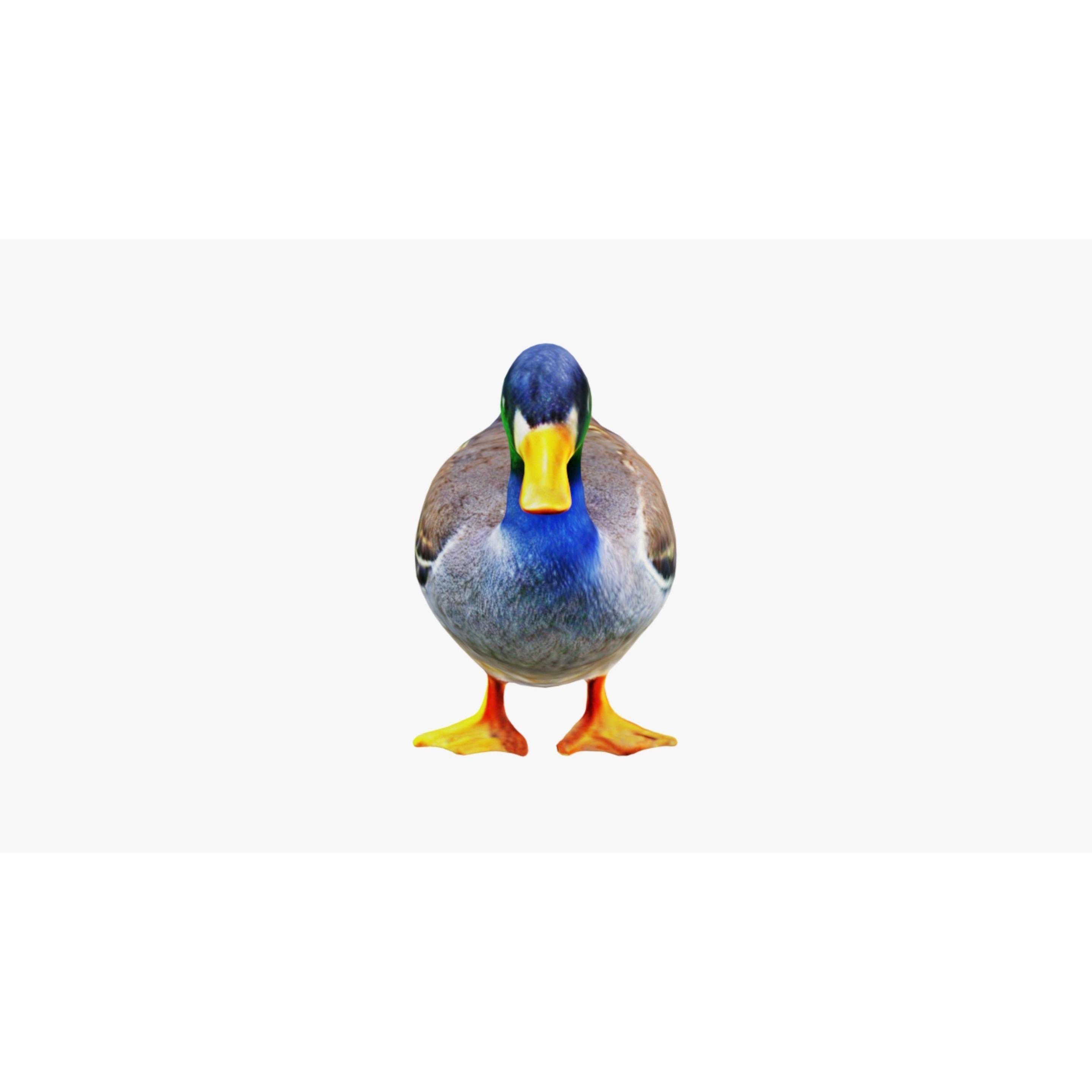 Duck Animal Free 3D model 3