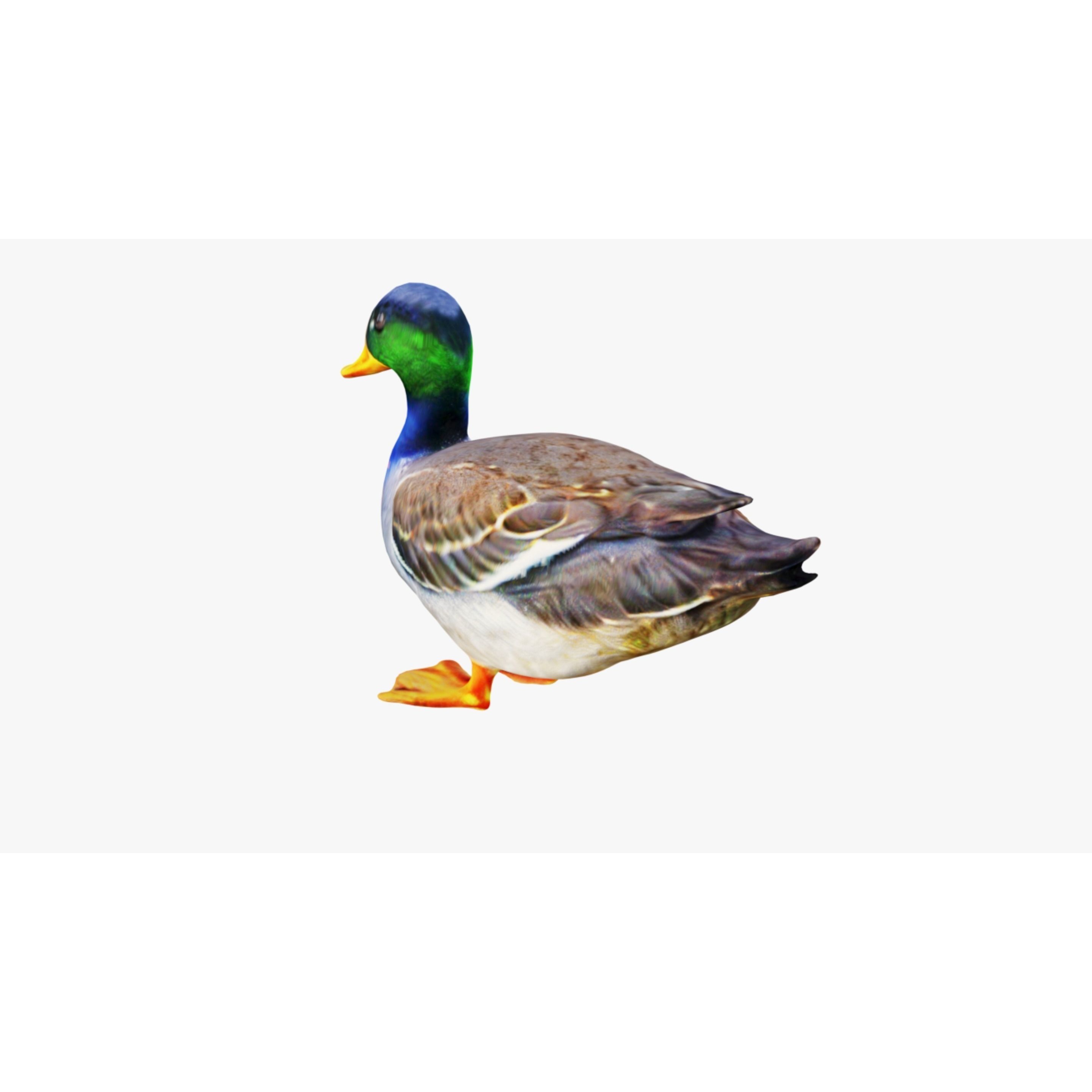 Duck Animal Free 3D model 4