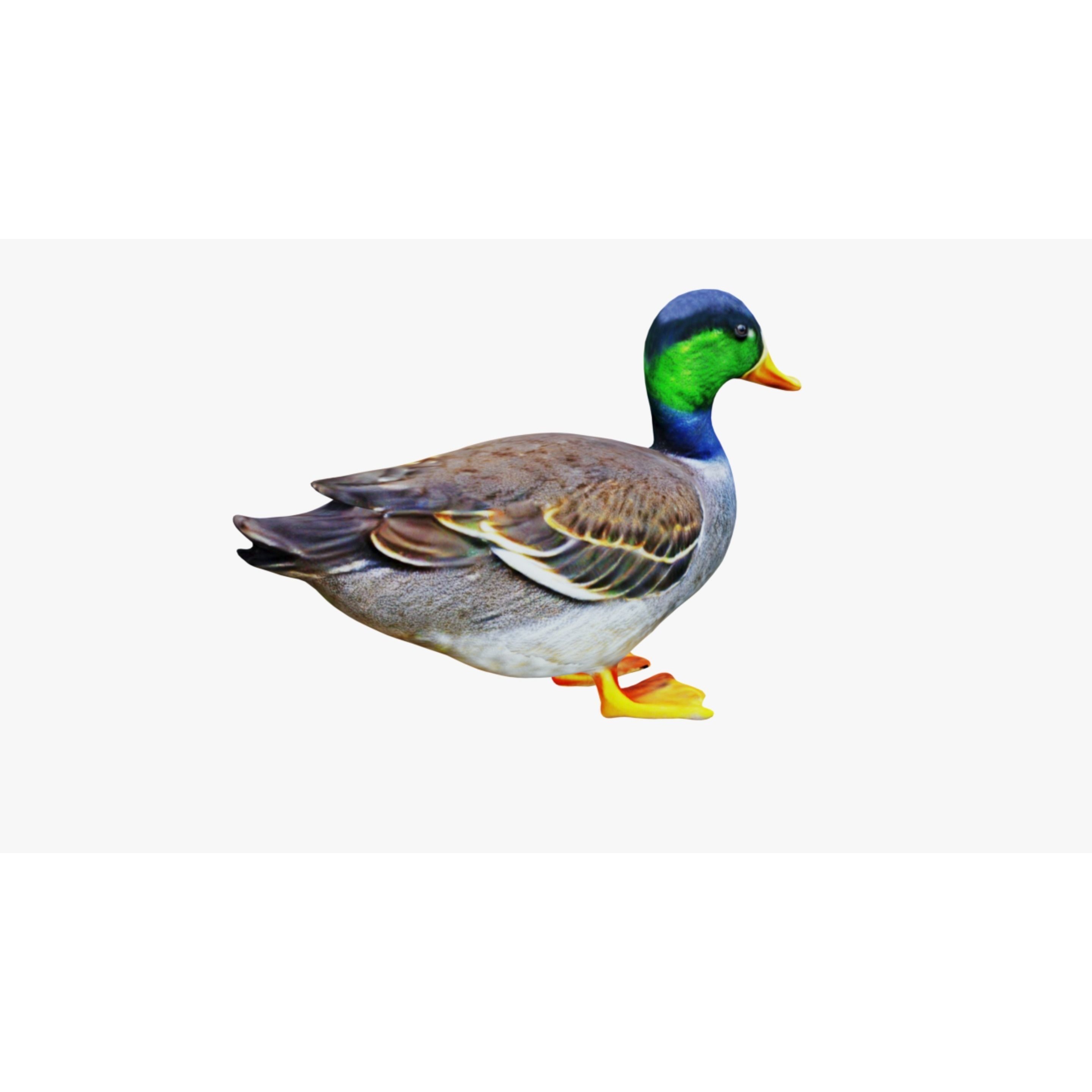 Duck Animal Free 3D model 5