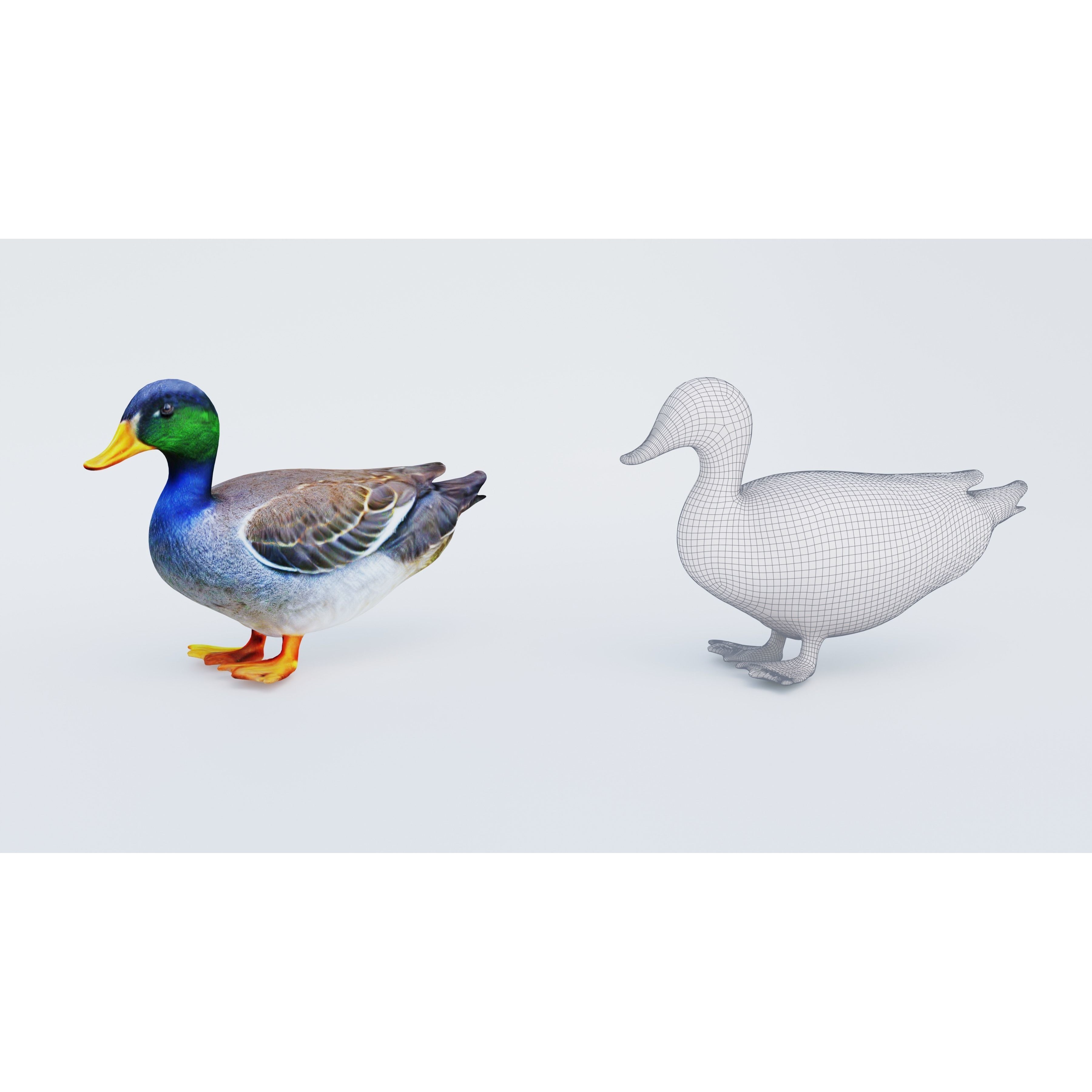 Duck Animal Free 3D model 6