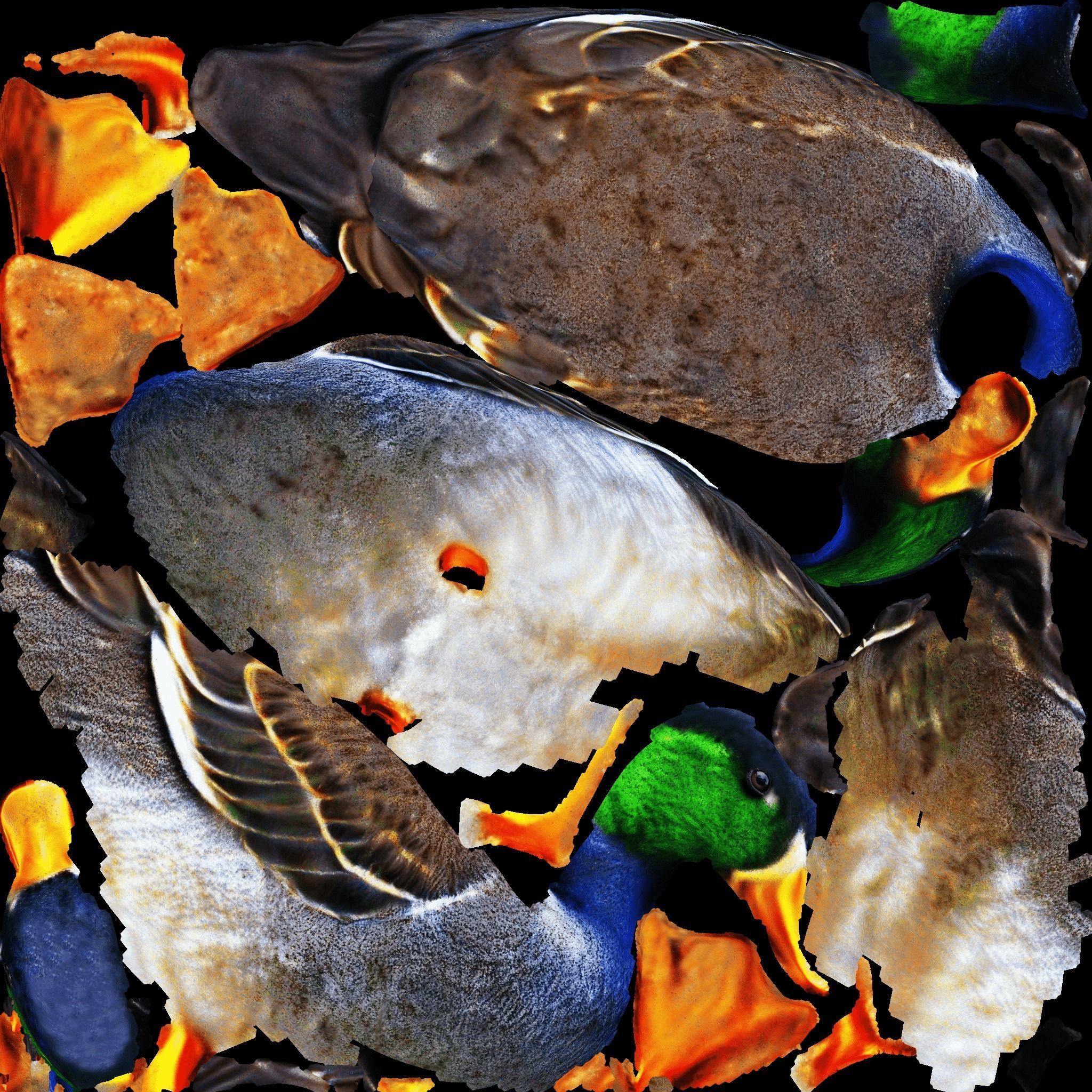 Duck Animal Free 3D model 8