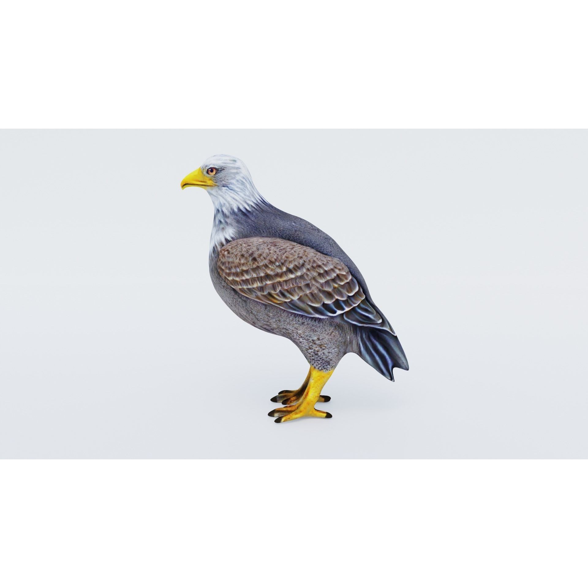 Eagle Free 3D model 2