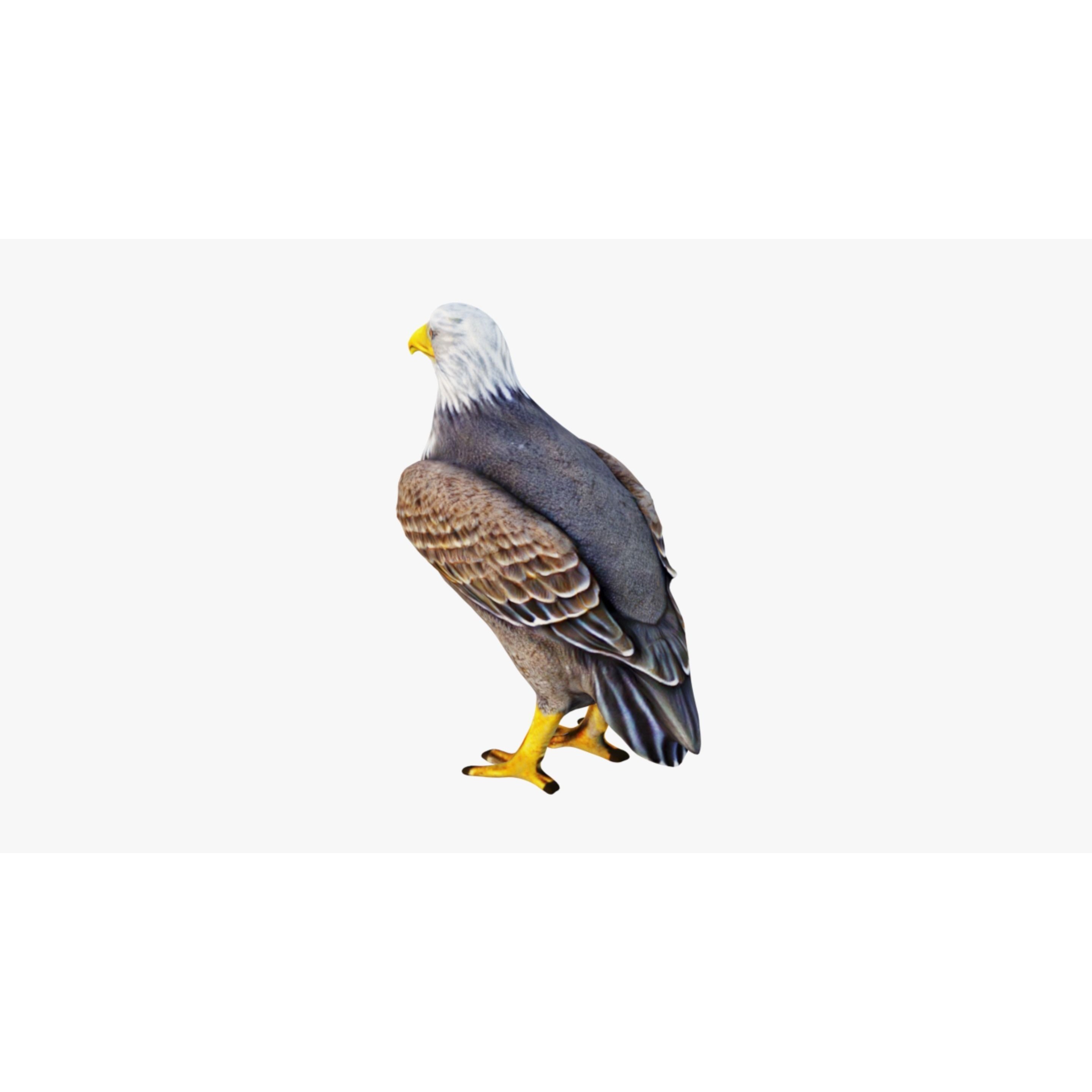 Eagle Free 3D model 4