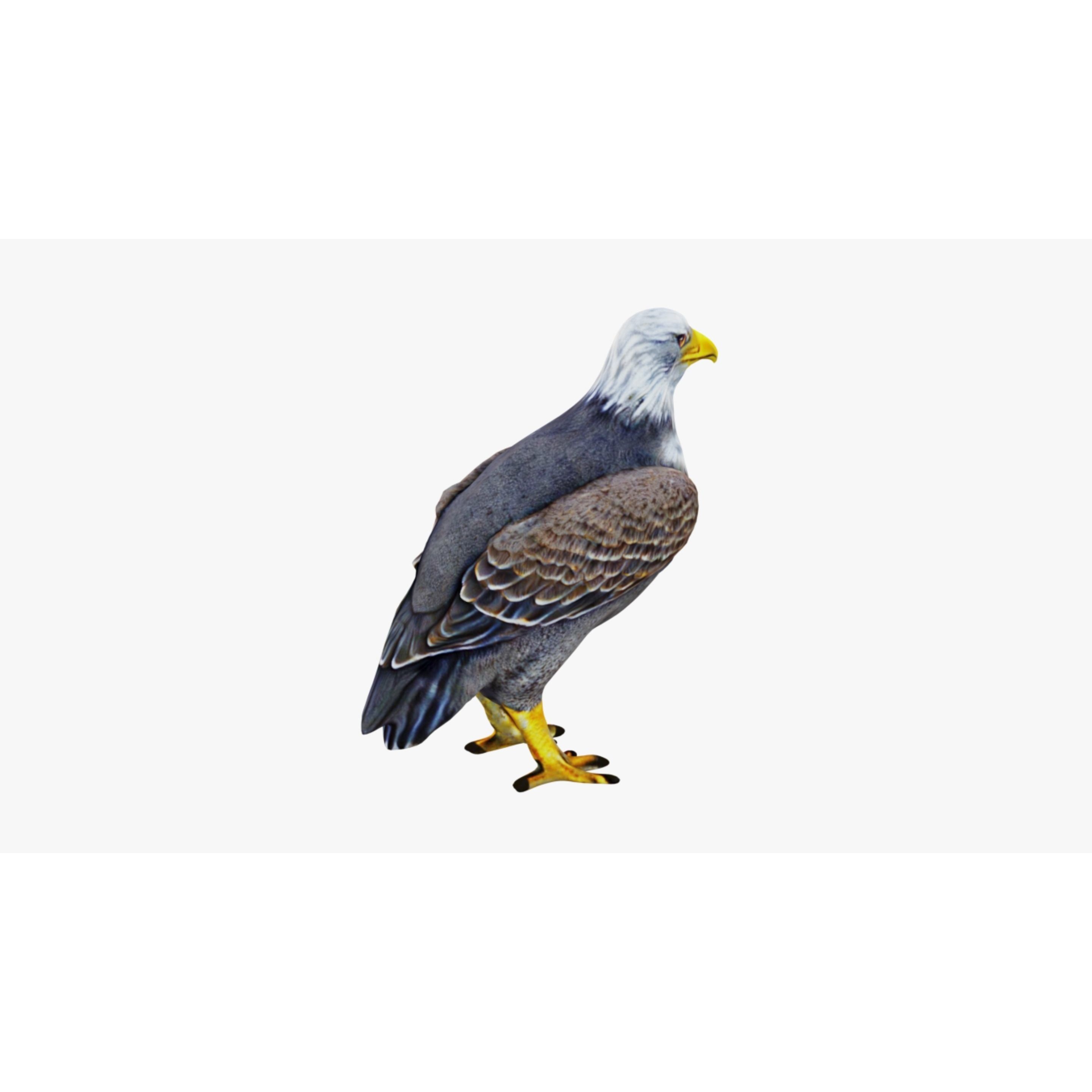 Eagle Free 3D model 5