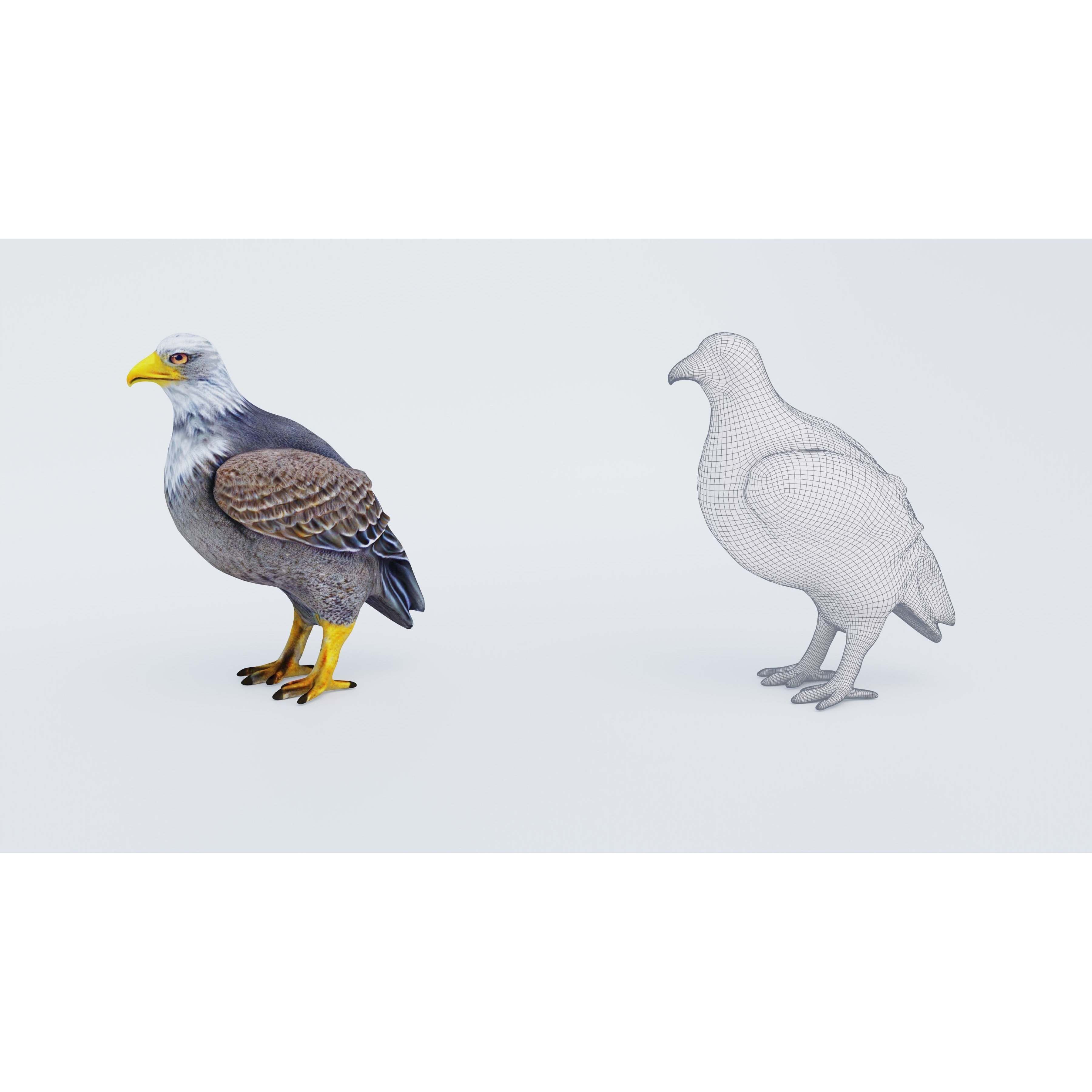 Eagle Free 3D model 6