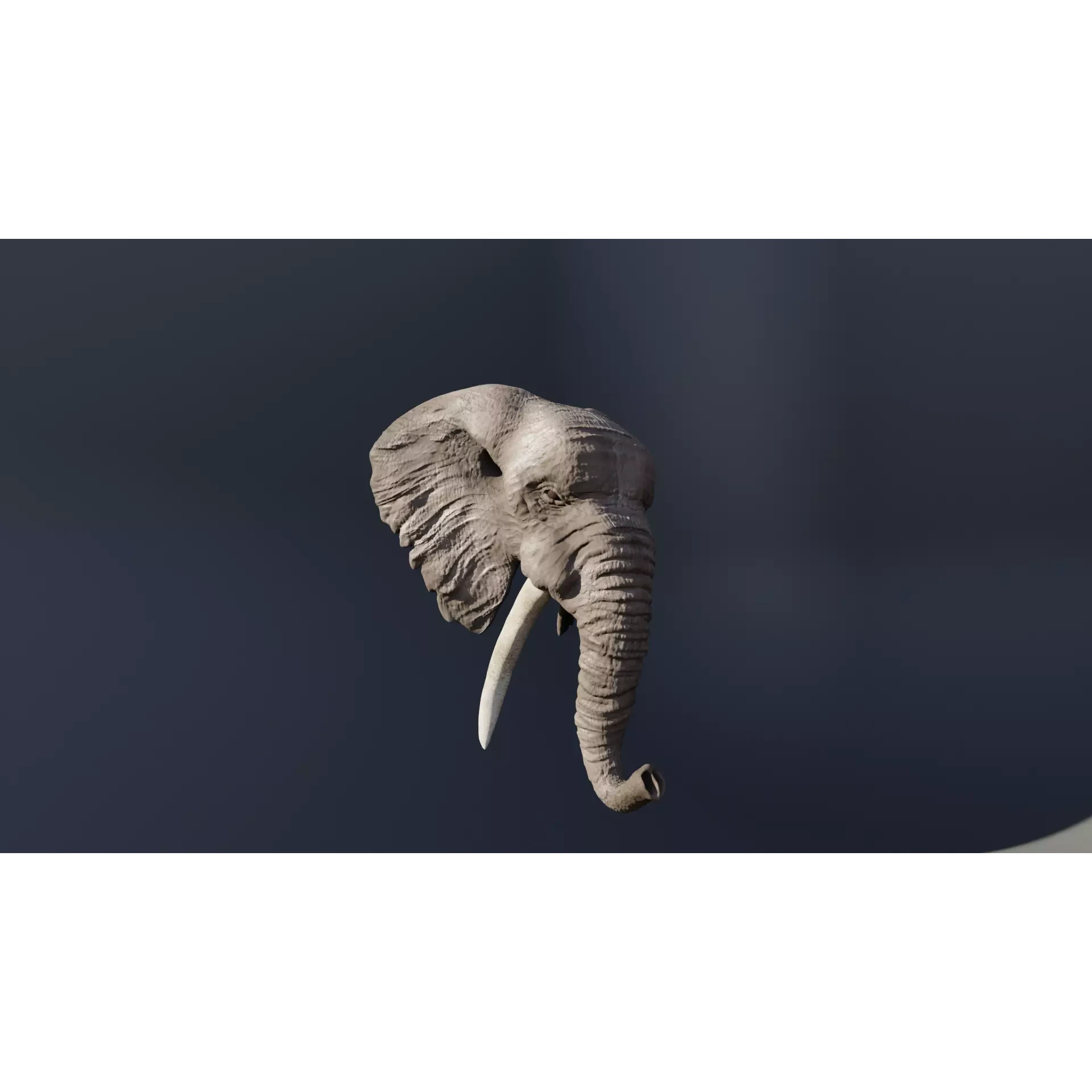 Elephant 3D head with tusks Free 3D model