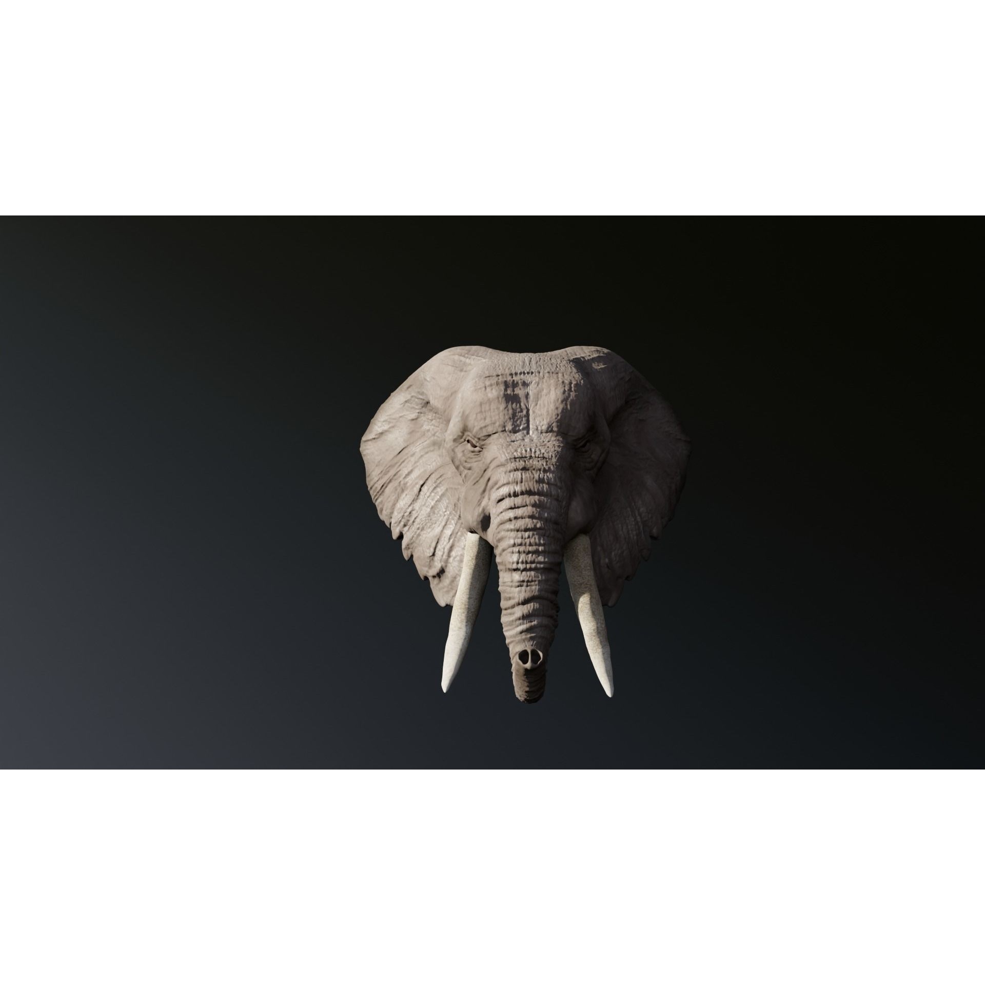 Elephant 3D head with tusks Free 3D model 2