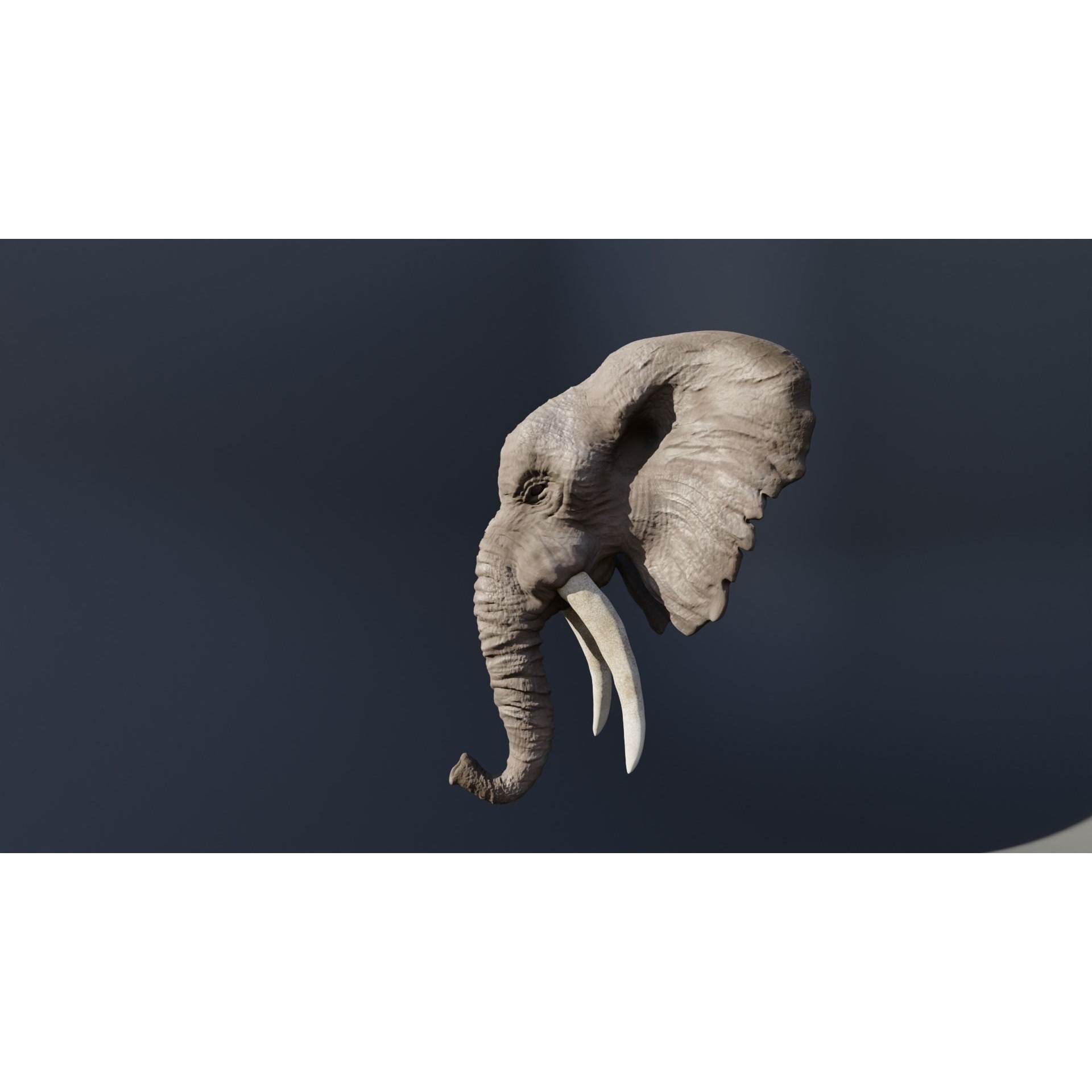 Elephant 3D head with tusks Free 3D model 4