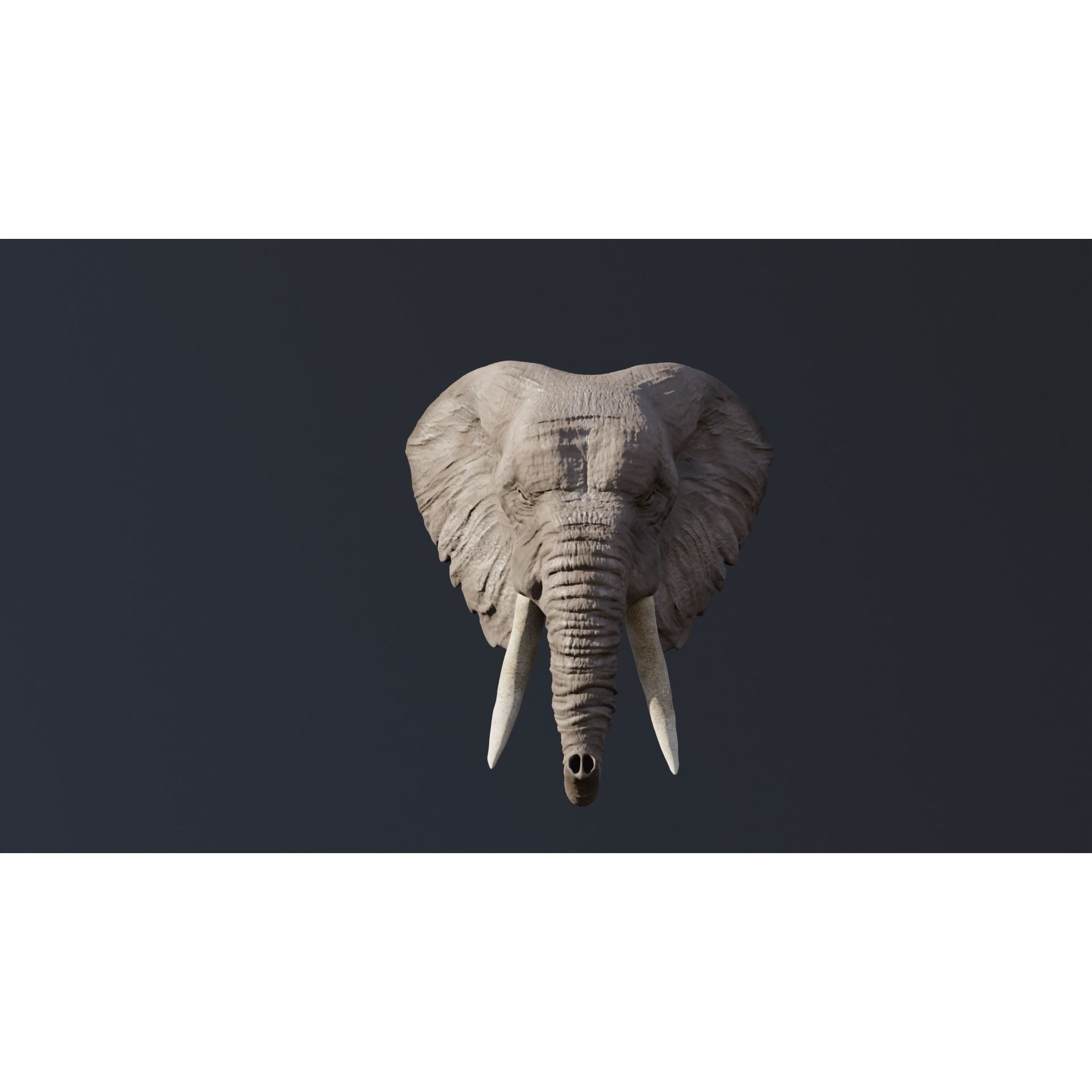 Elephant 3D head with tusks Free 3D model 5