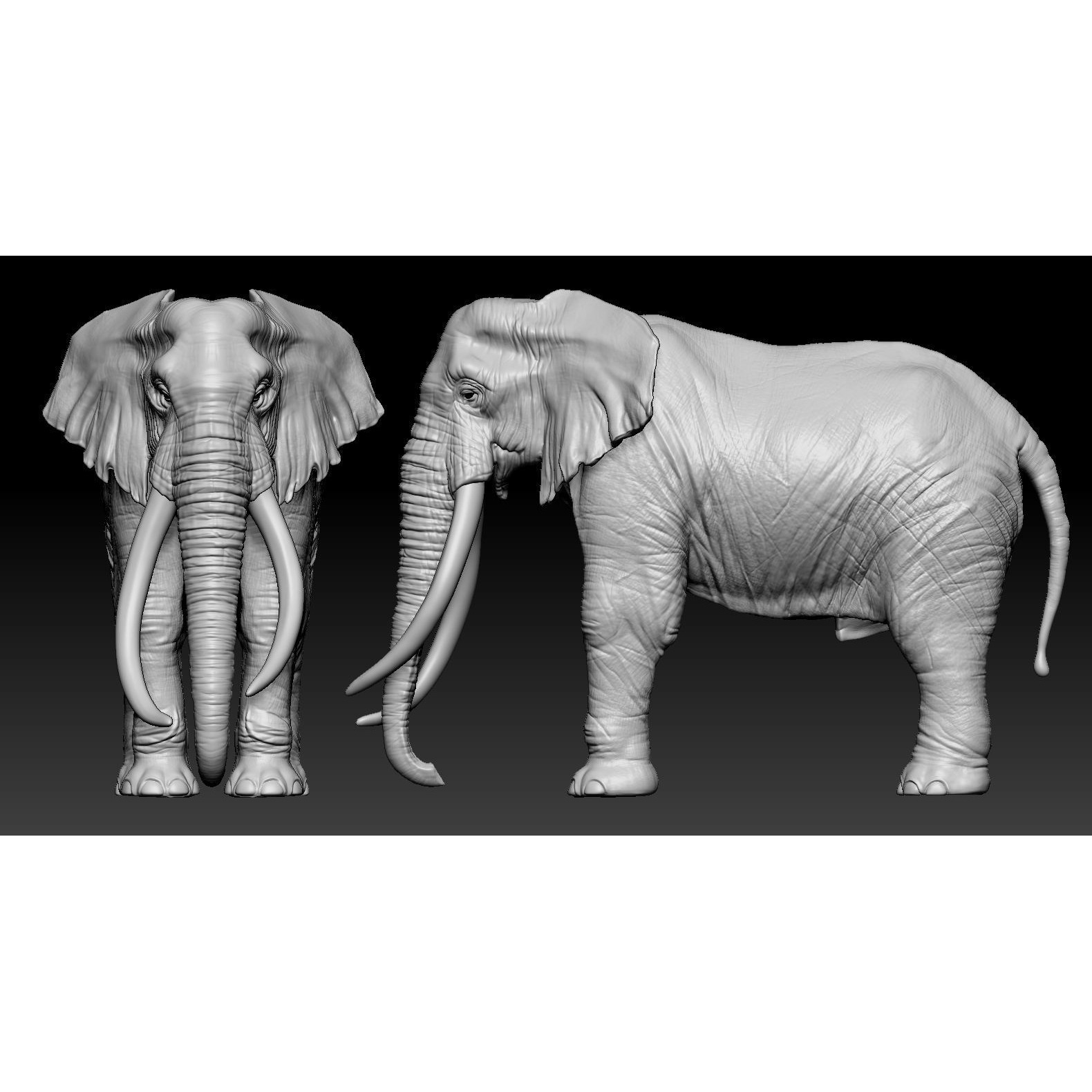 Elephant African 3D print model 3