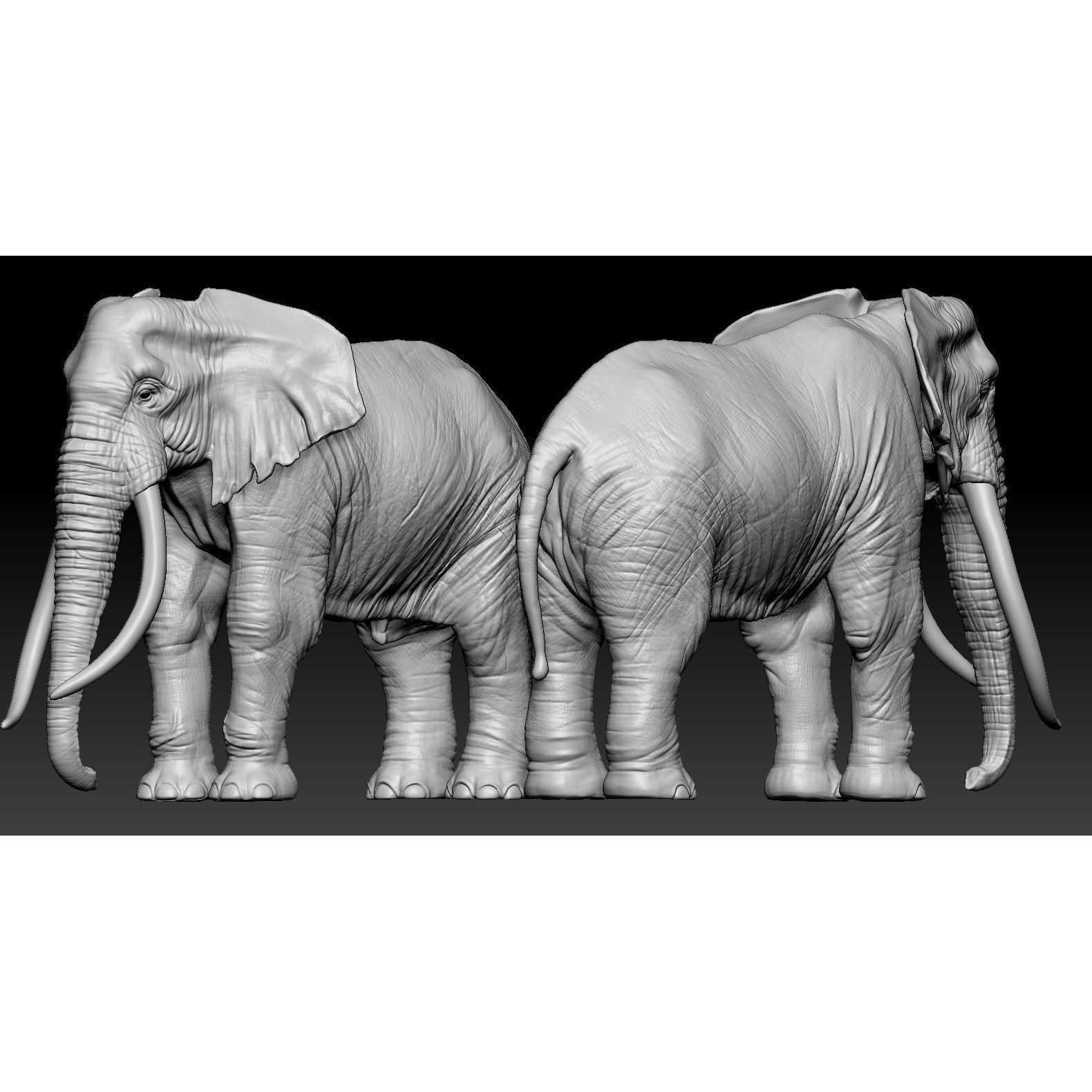 Elephant African 3D print model 4