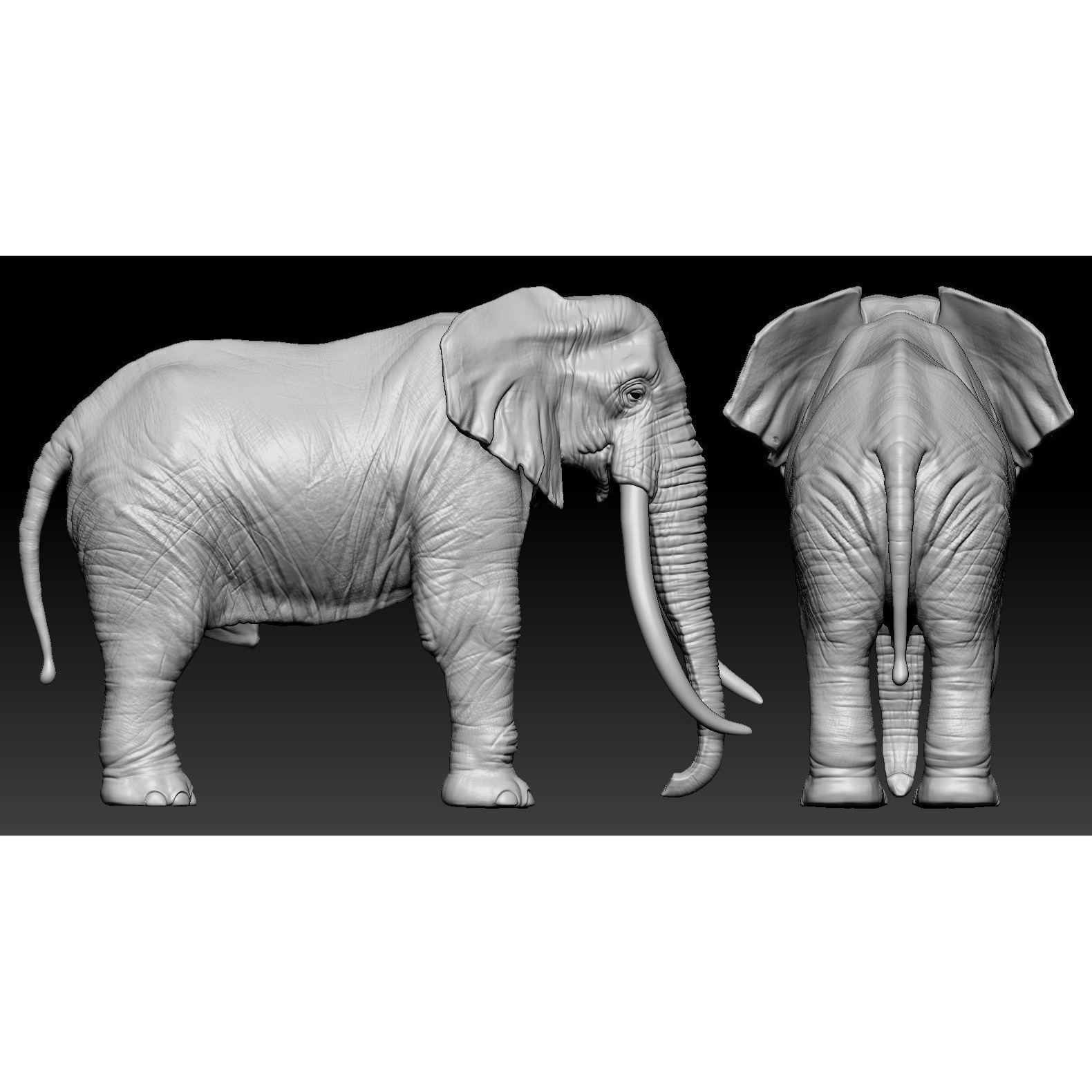 Elephant African 3D print model 5