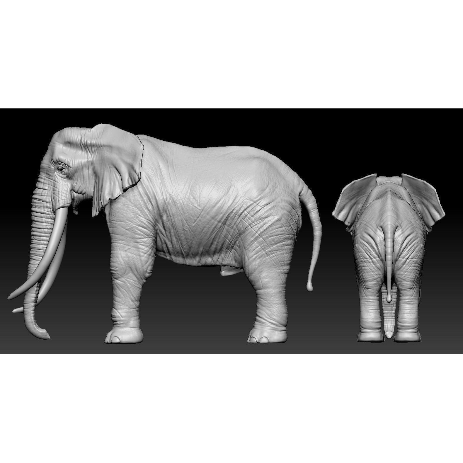 Elephant African 3D print model 6