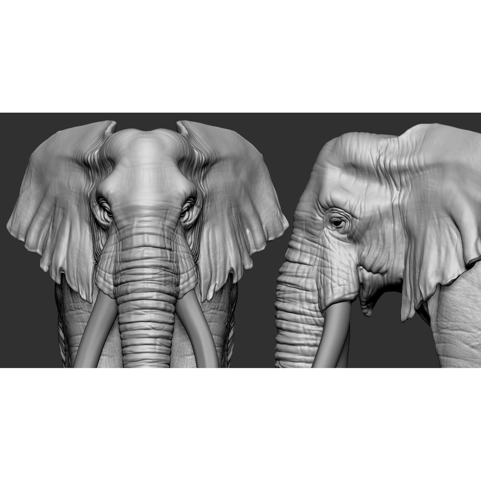 Elephant African 3D print model 9