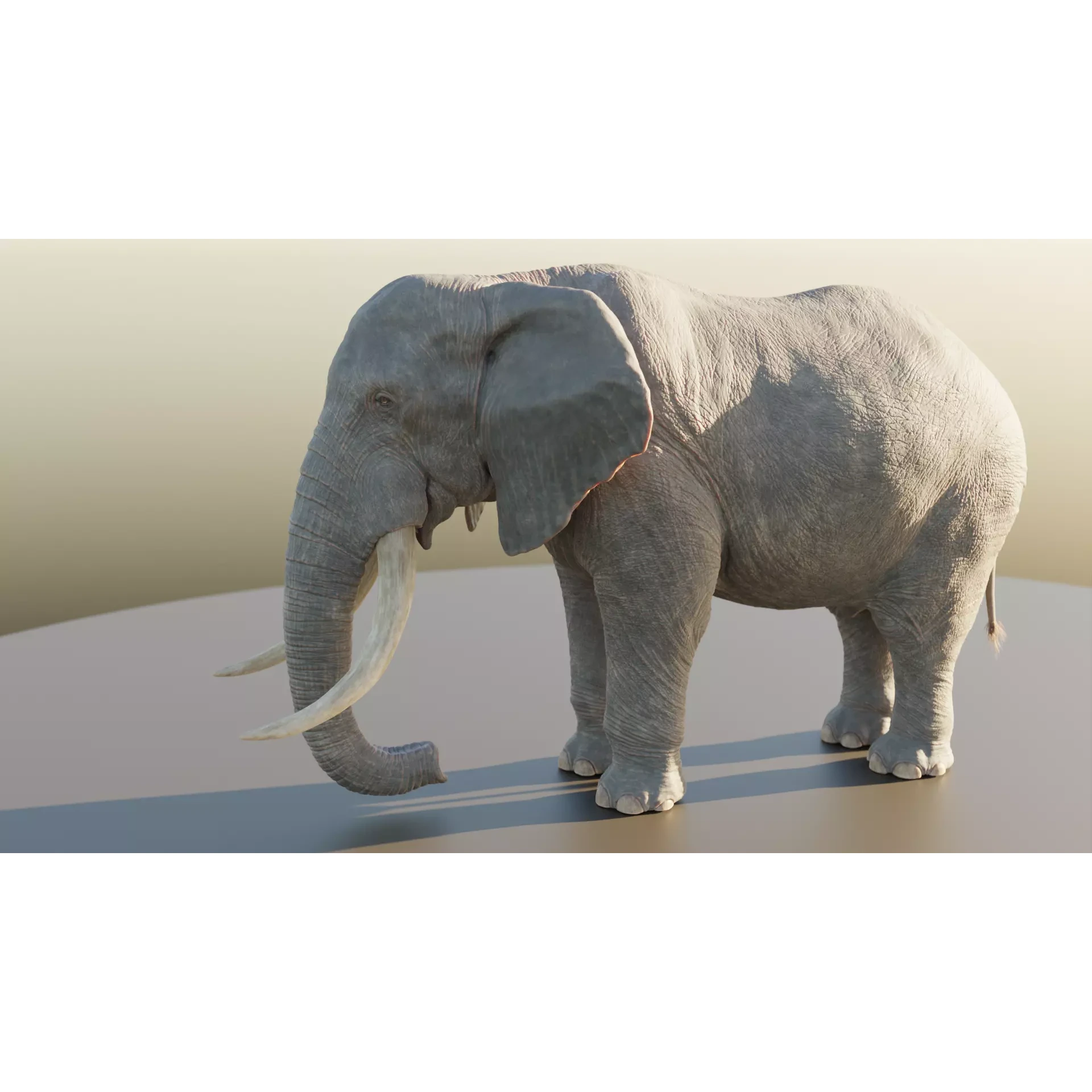 Elephant Low-poly 3D model