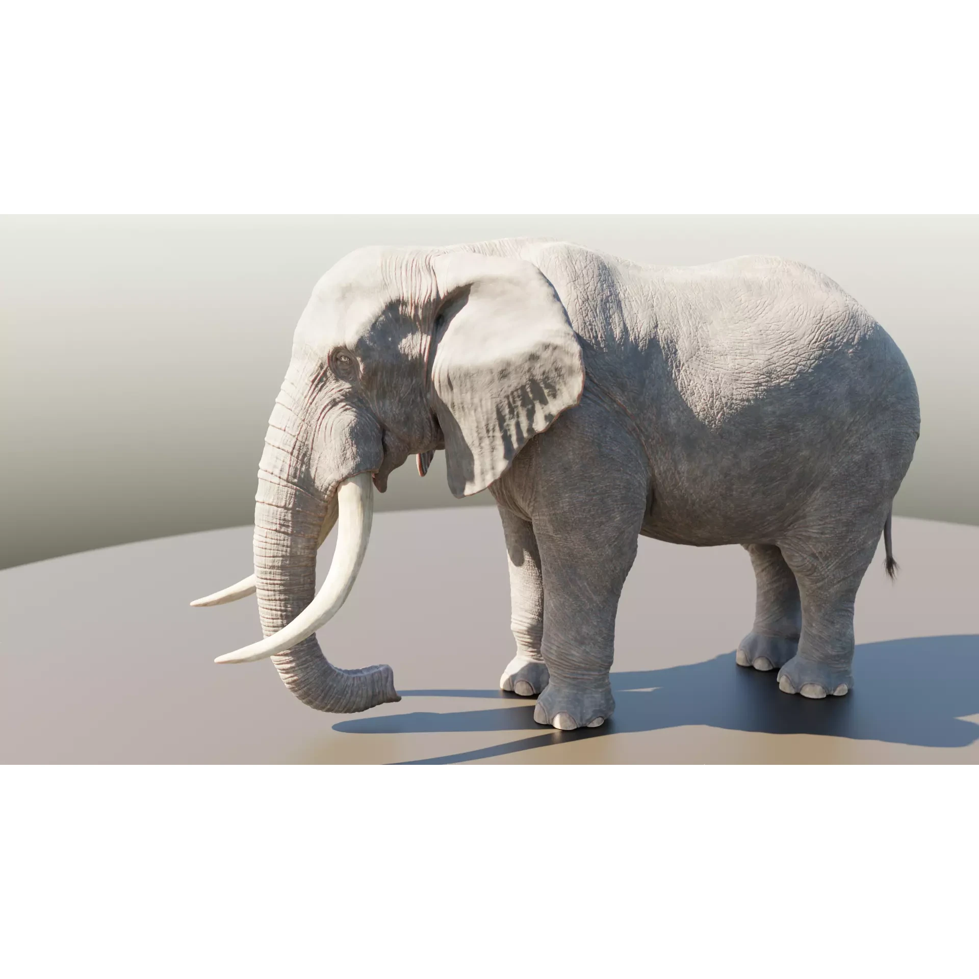 Elephant Low-poly 3D model 2