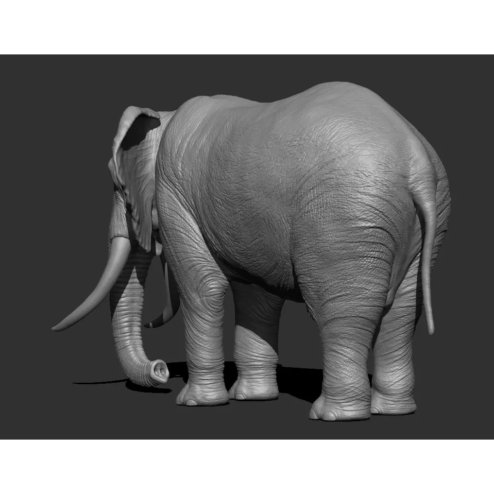 Elephant Low-poly 3D model 6