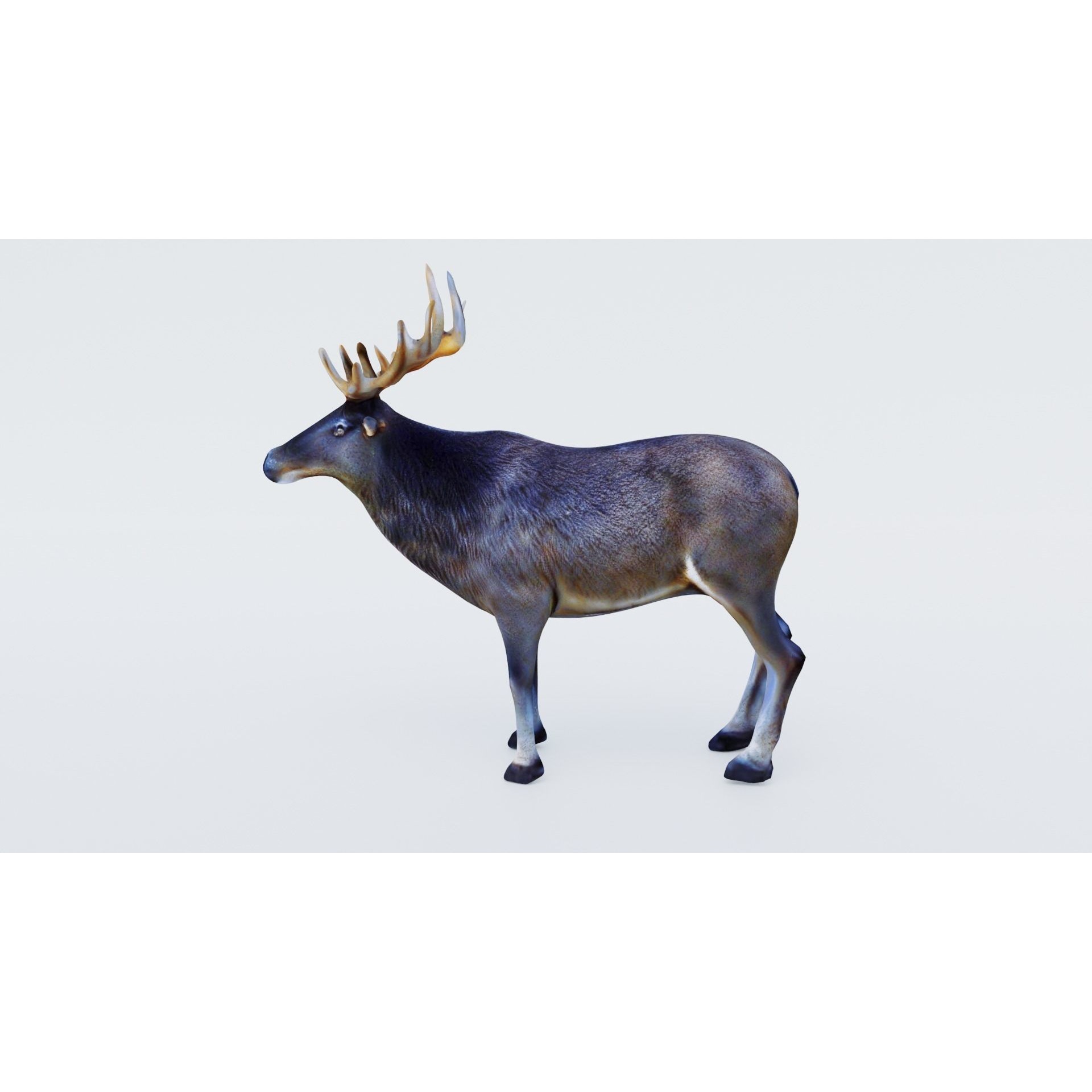 Elk Animal Free 3D model 2