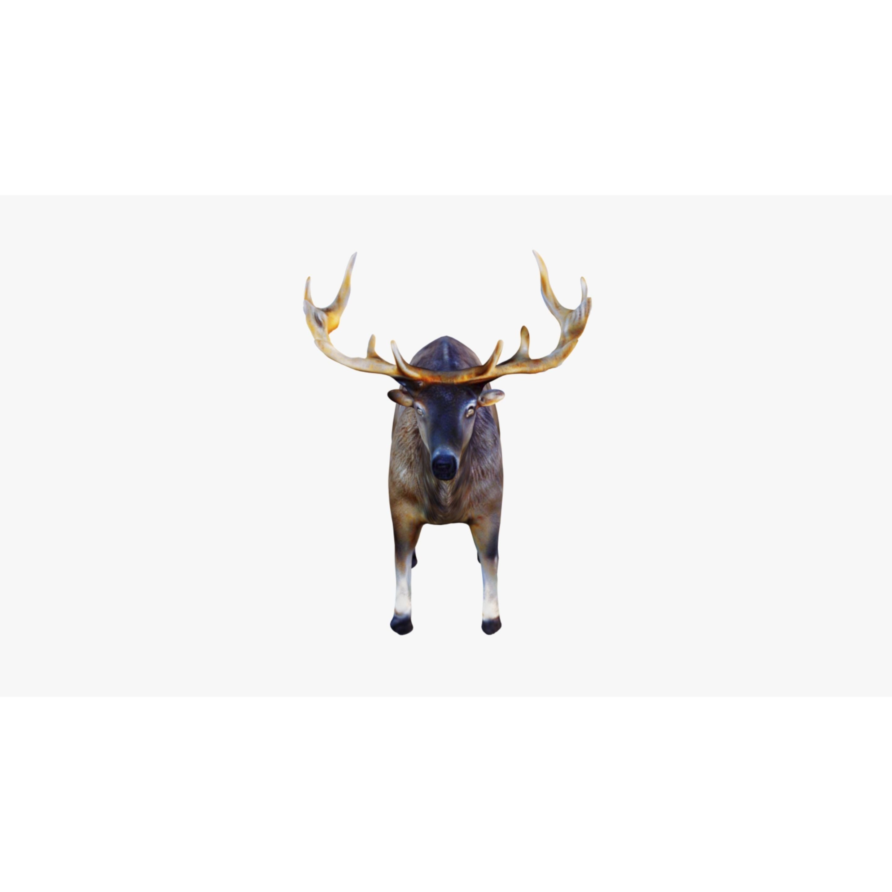 Elk Animal Free 3D model 3