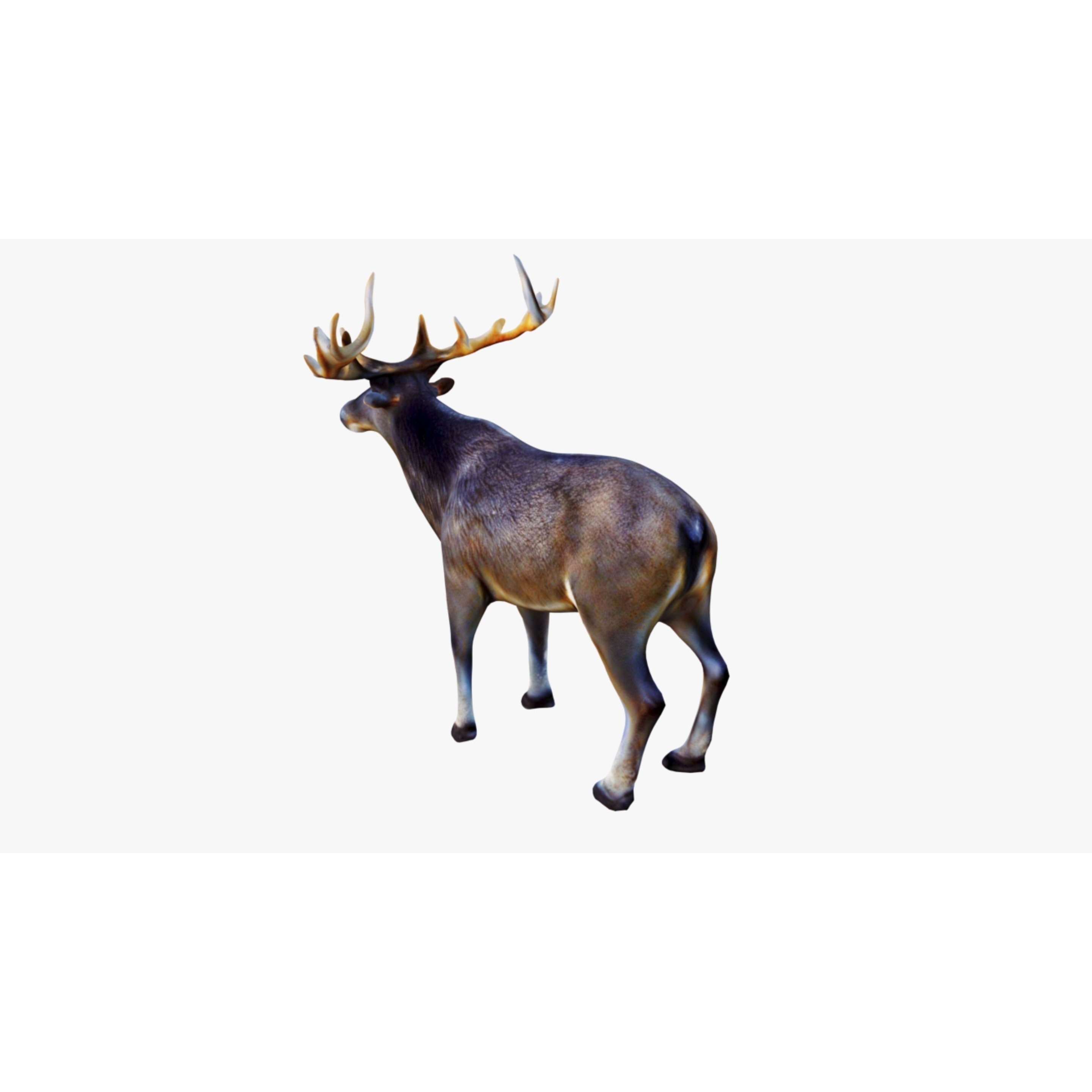 Elk Animal Free 3D model 4