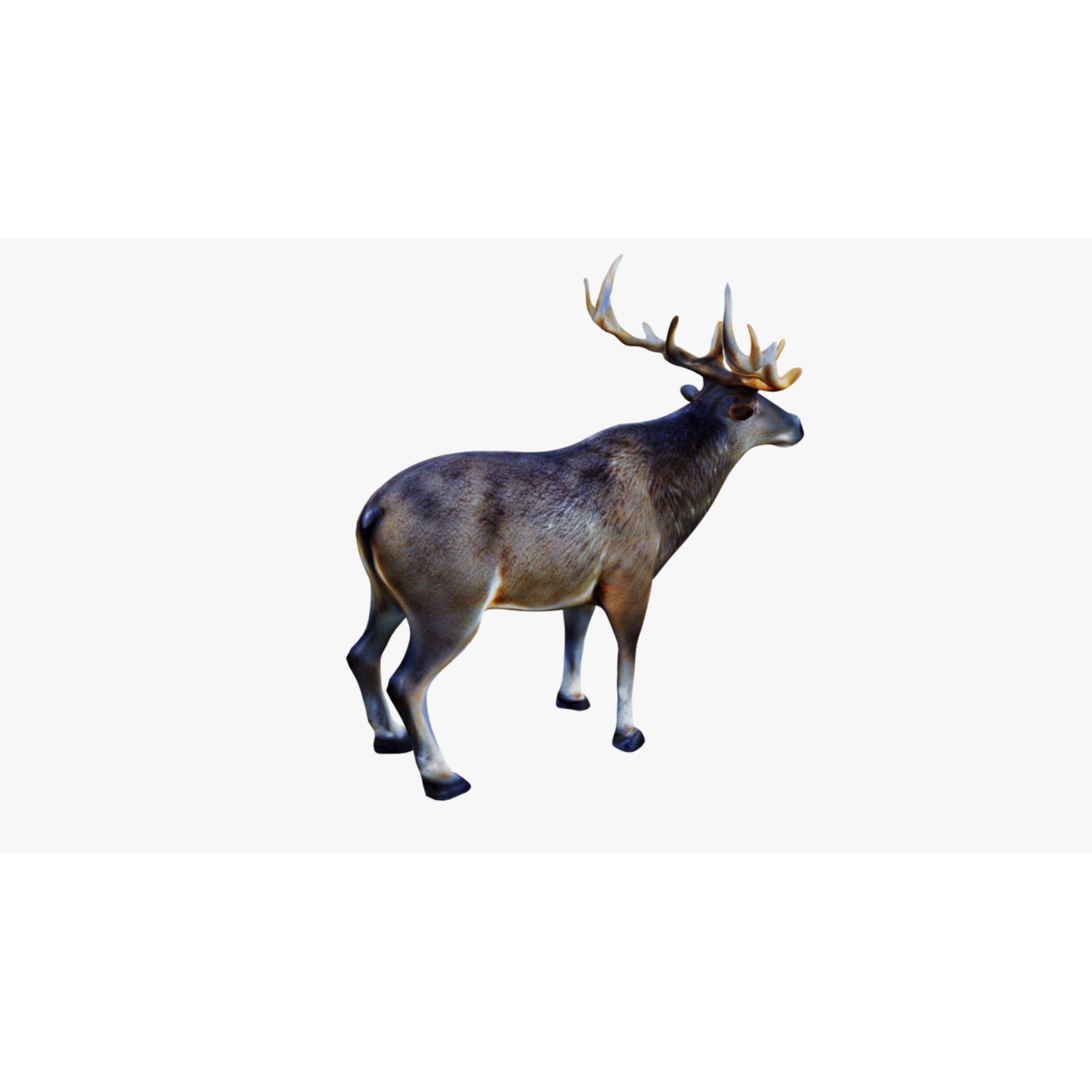 Elk Animal Free 3D model 5