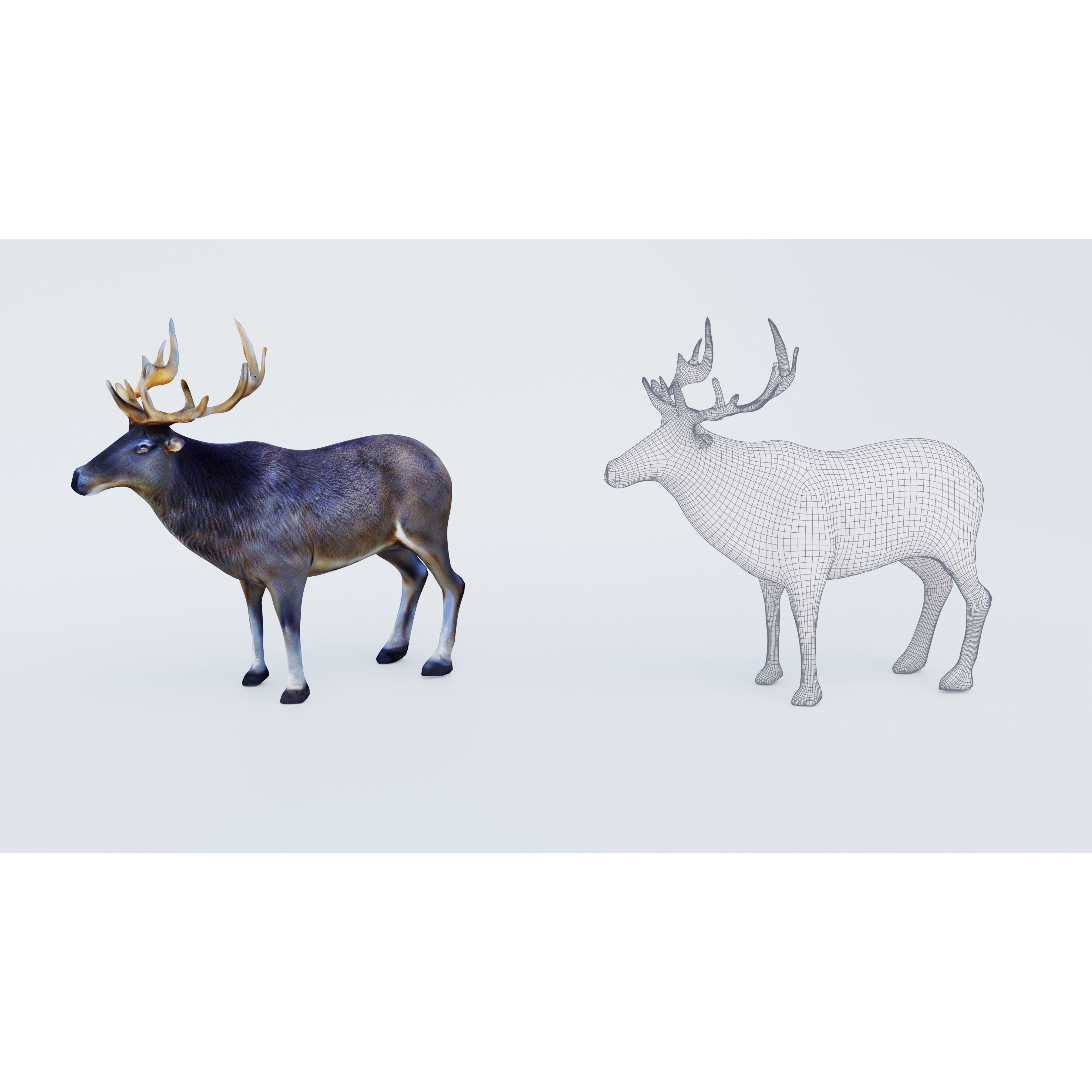 Elk Animal Free 3D model 6