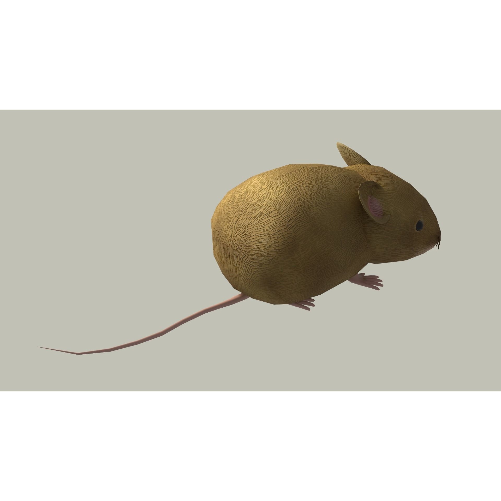 European Field Mouse Free low-poly 3D model 4
