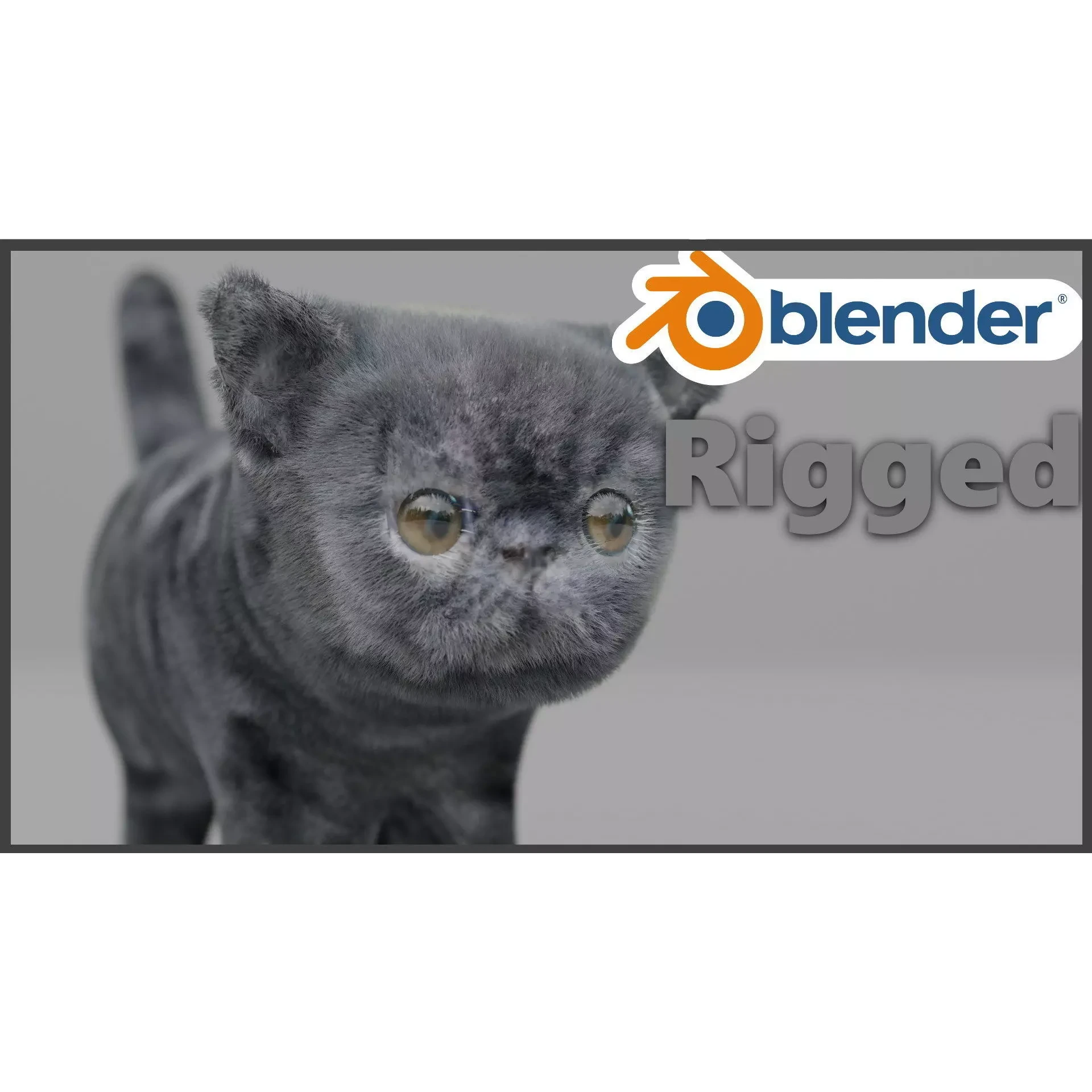 Exotic Shorthair Free 3D model