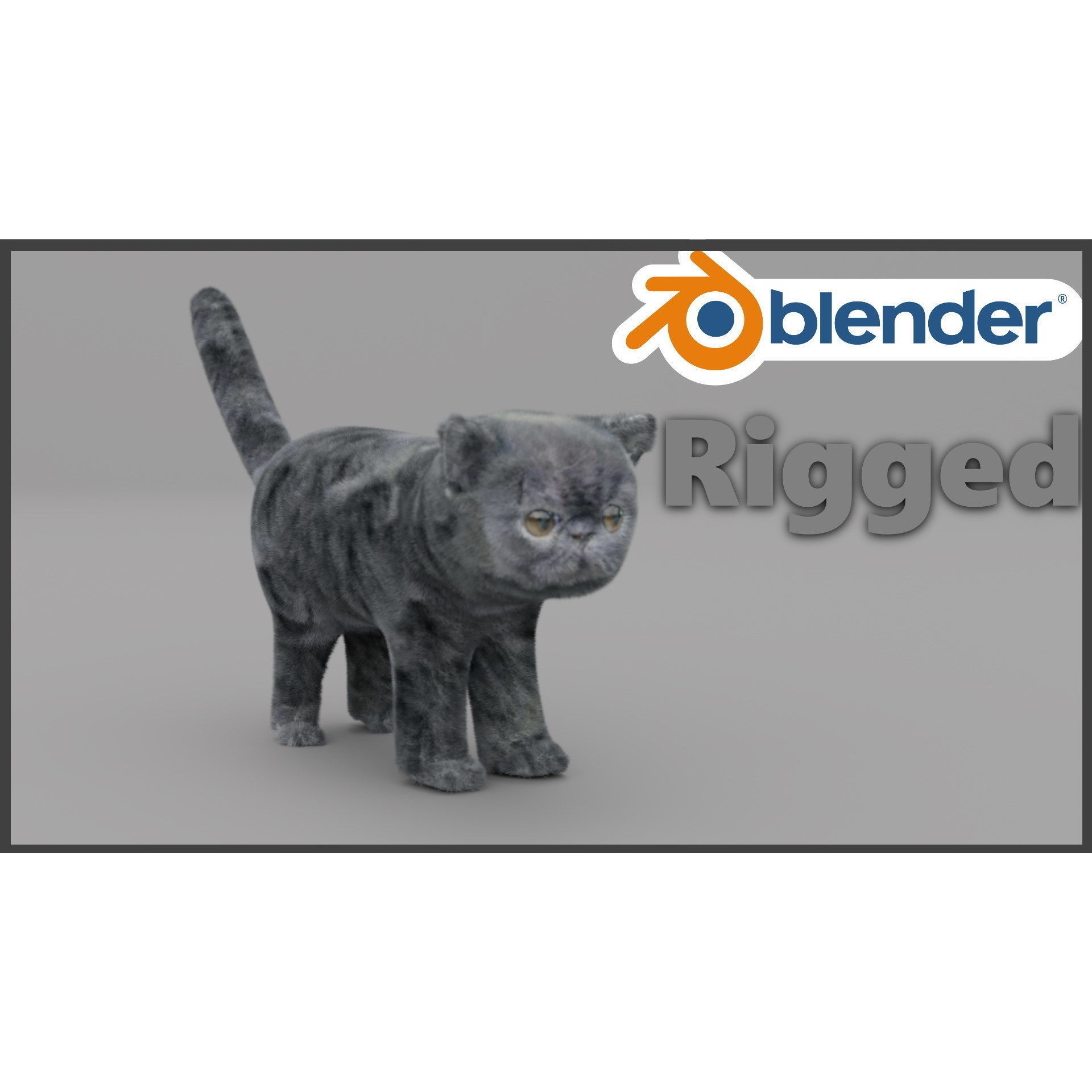 Exotic Shorthair Free 3D model 2