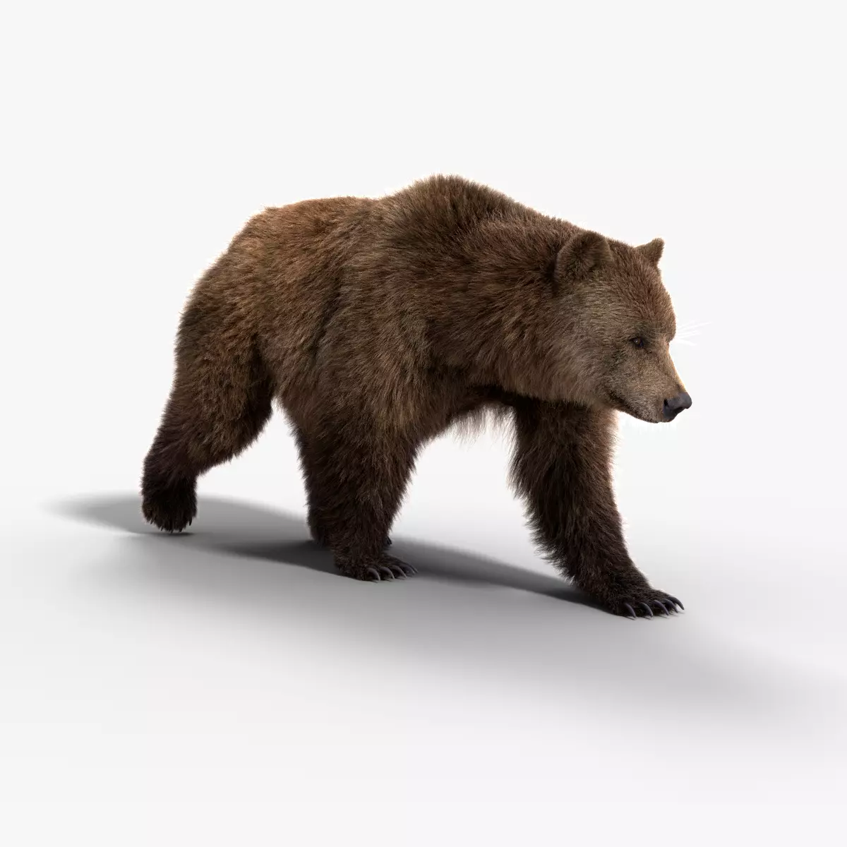Female Brown Bear Animated 3D model