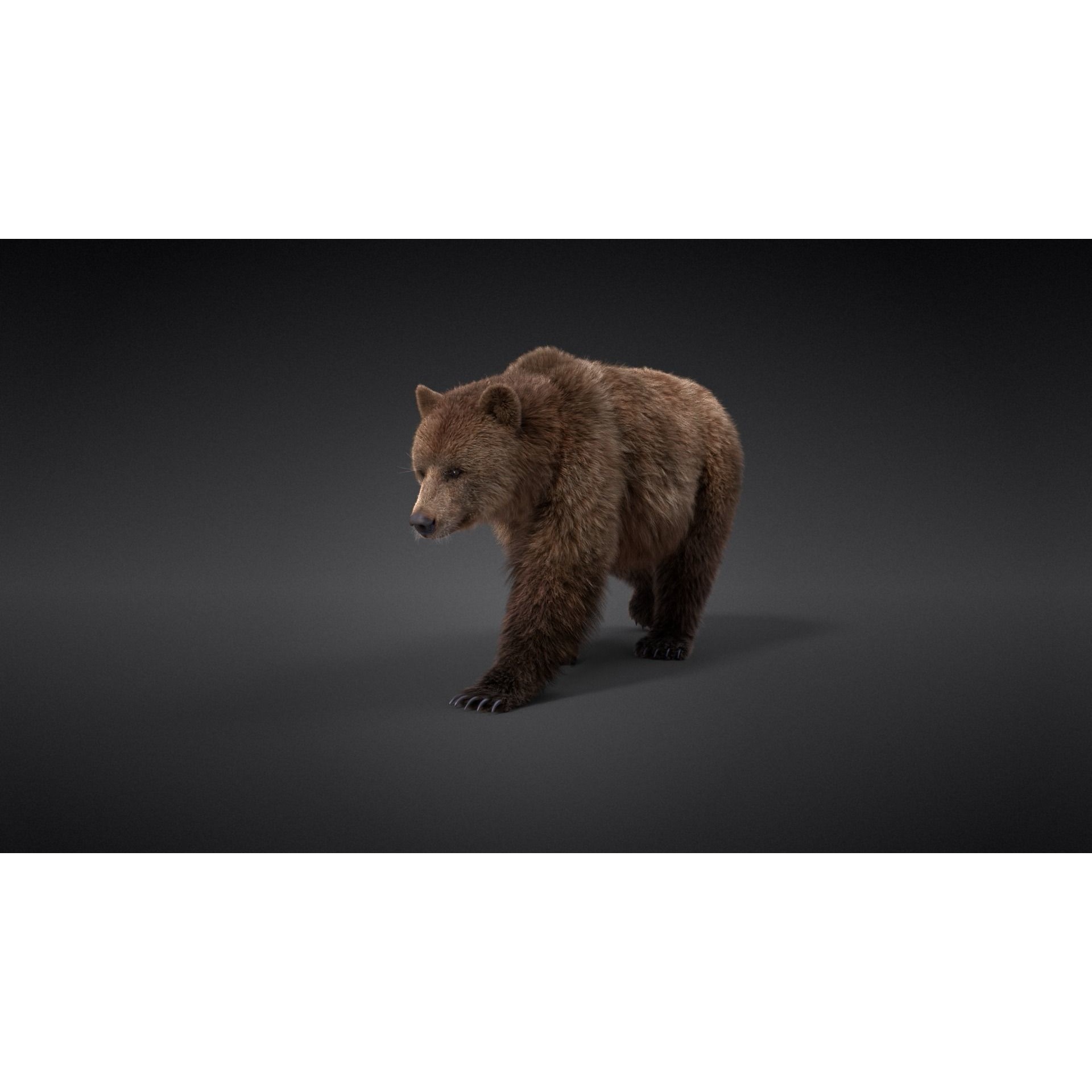 Female Brown Bear Animated 3D model 2