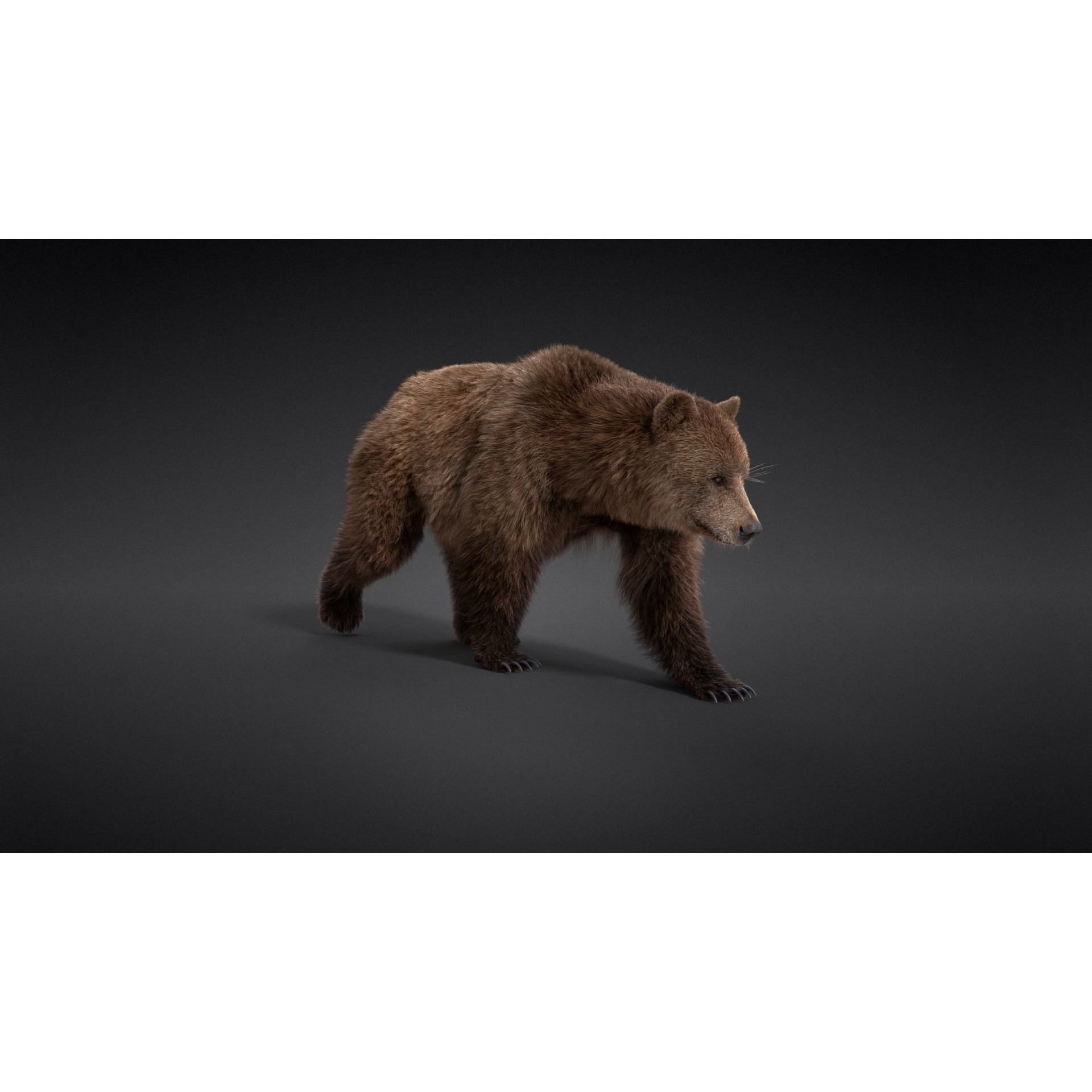 Female Brown Bear Animated 3D model 3