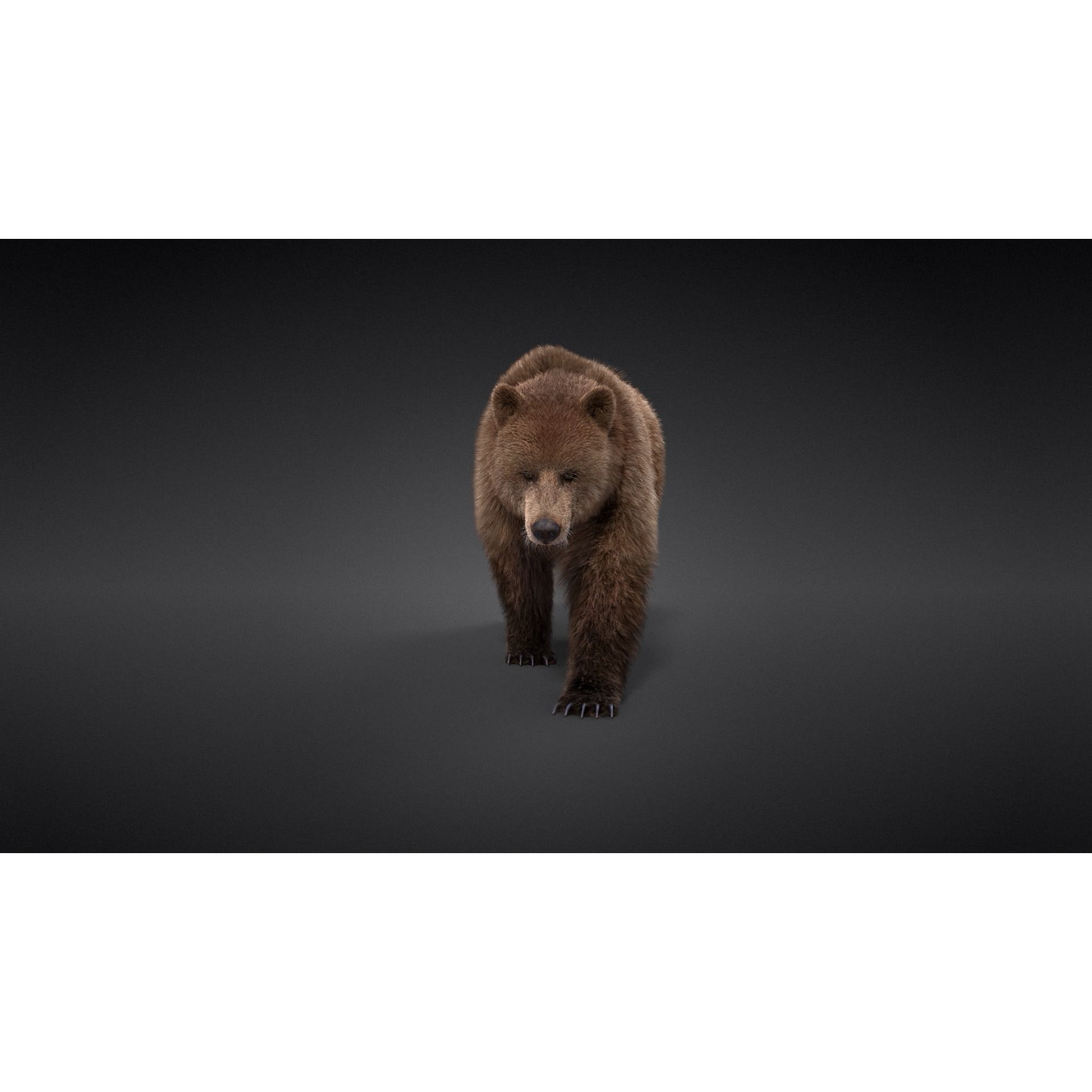 Female Brown Bear Animated 3D model 4