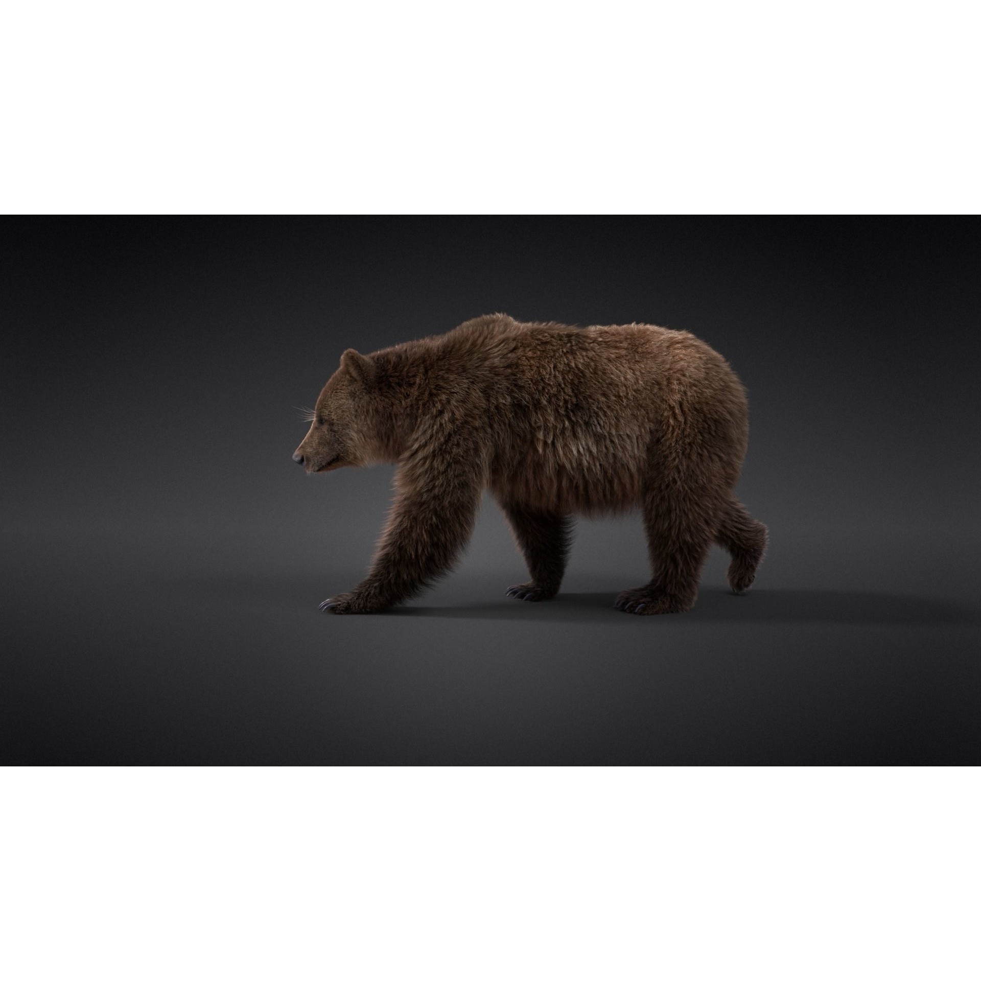 Female Brown Bear Animated 3D model 5
