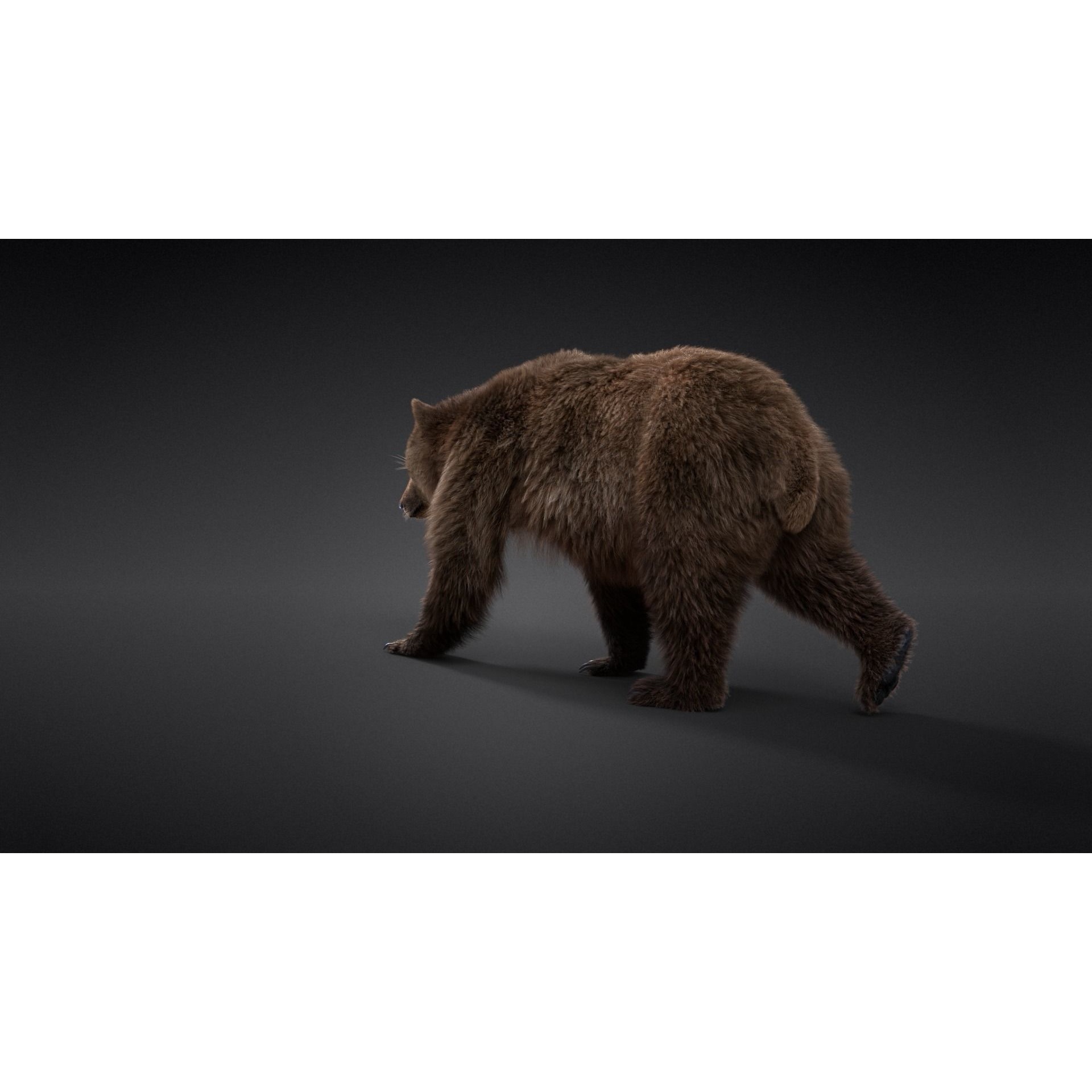 Female Brown Bear Animated 3D model 6