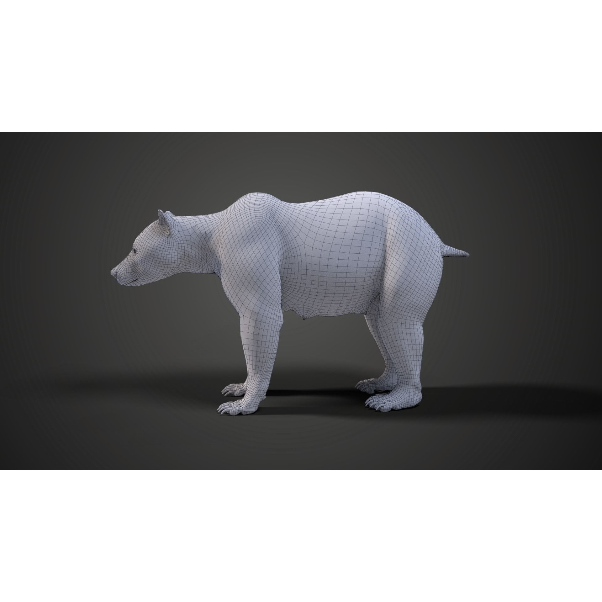 Female Brown Bear Animated 3D model 9